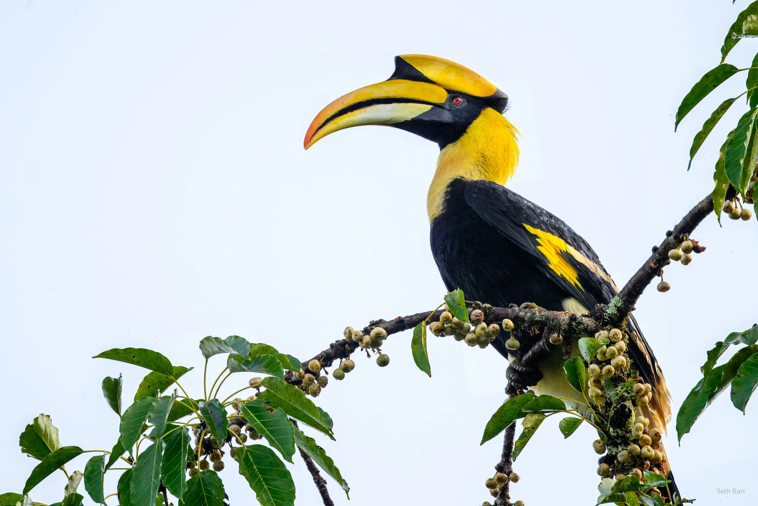 Great Hornbill