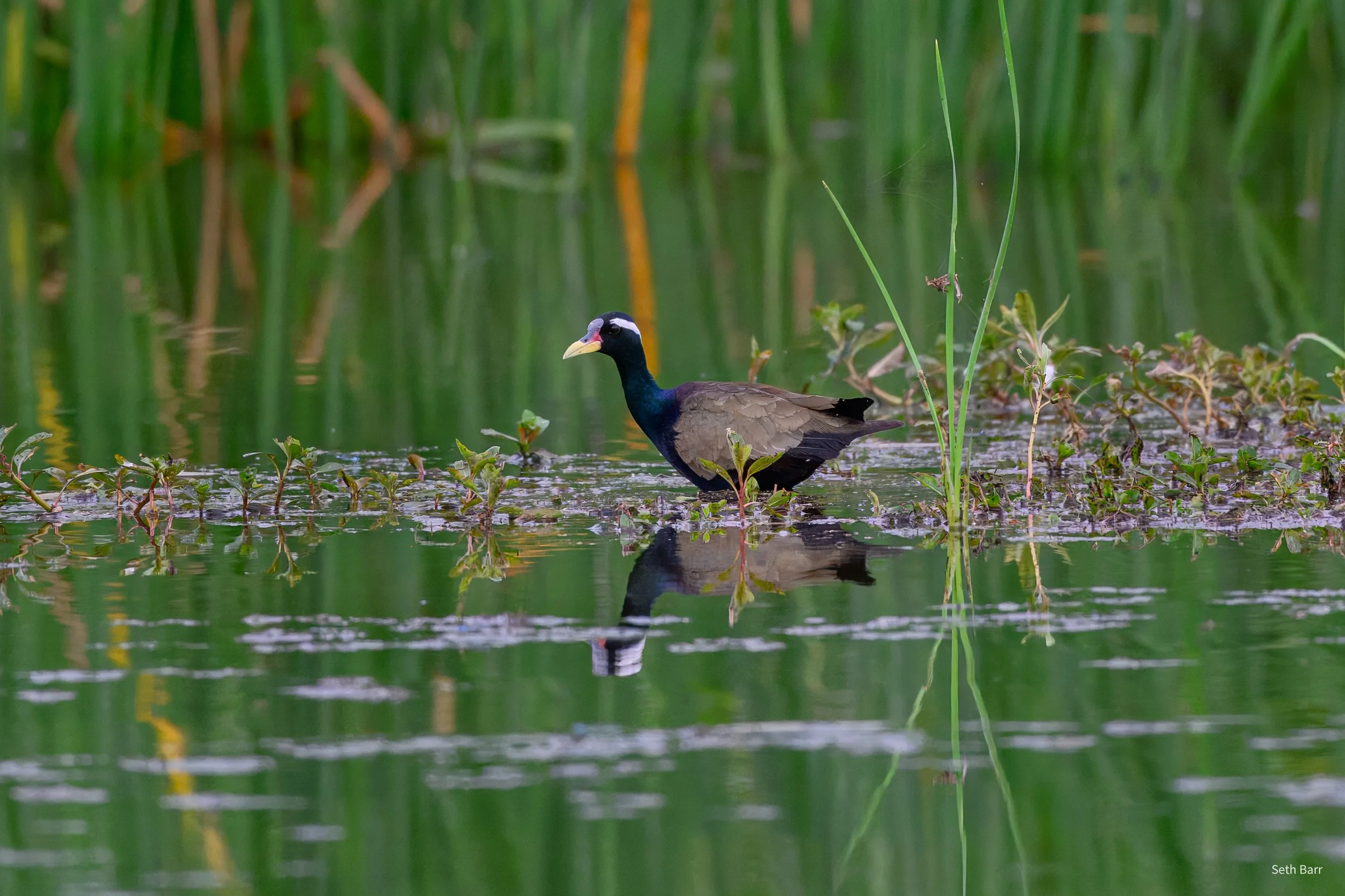 Bronze-Winged Jacana