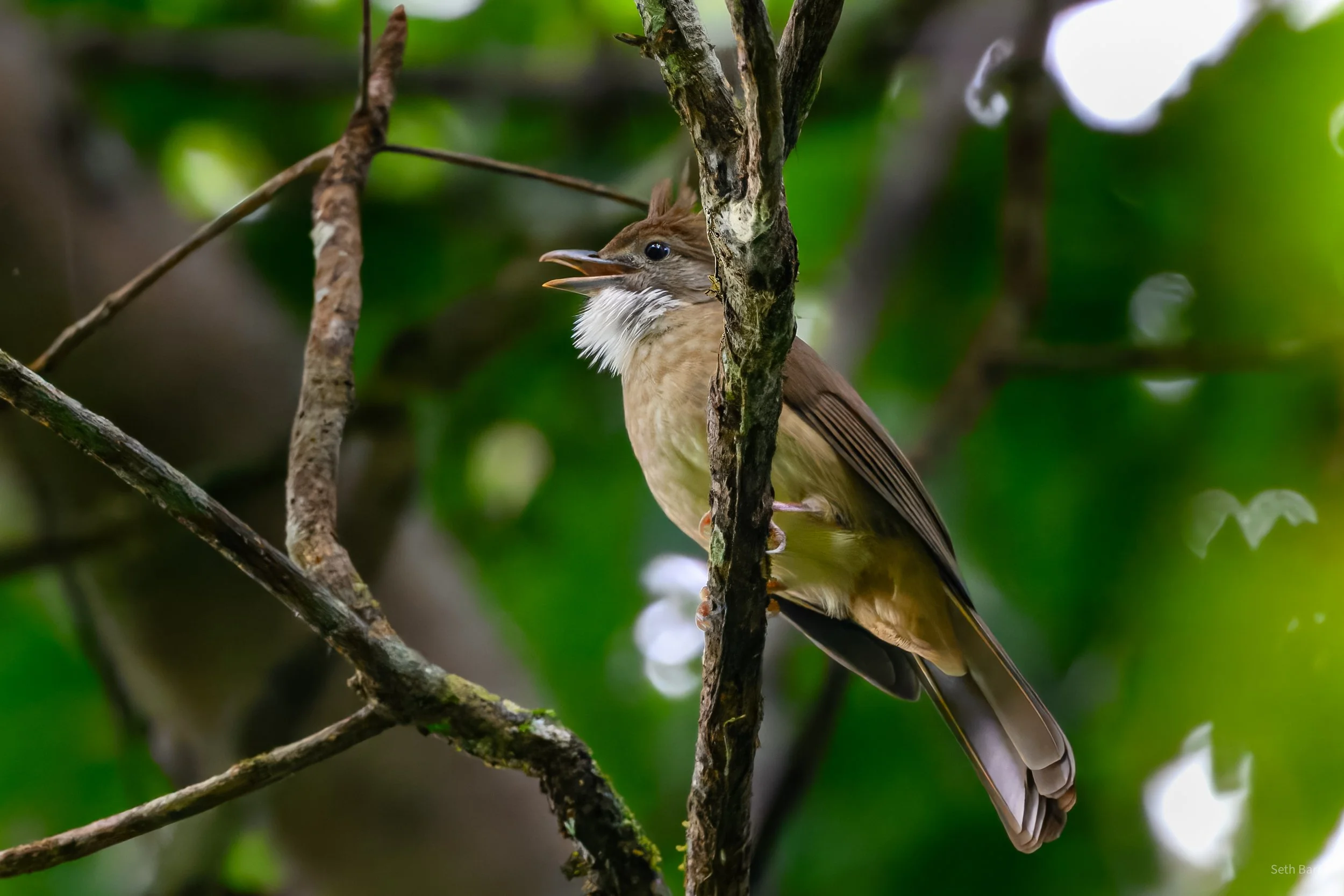 Ochraceous Bulbul