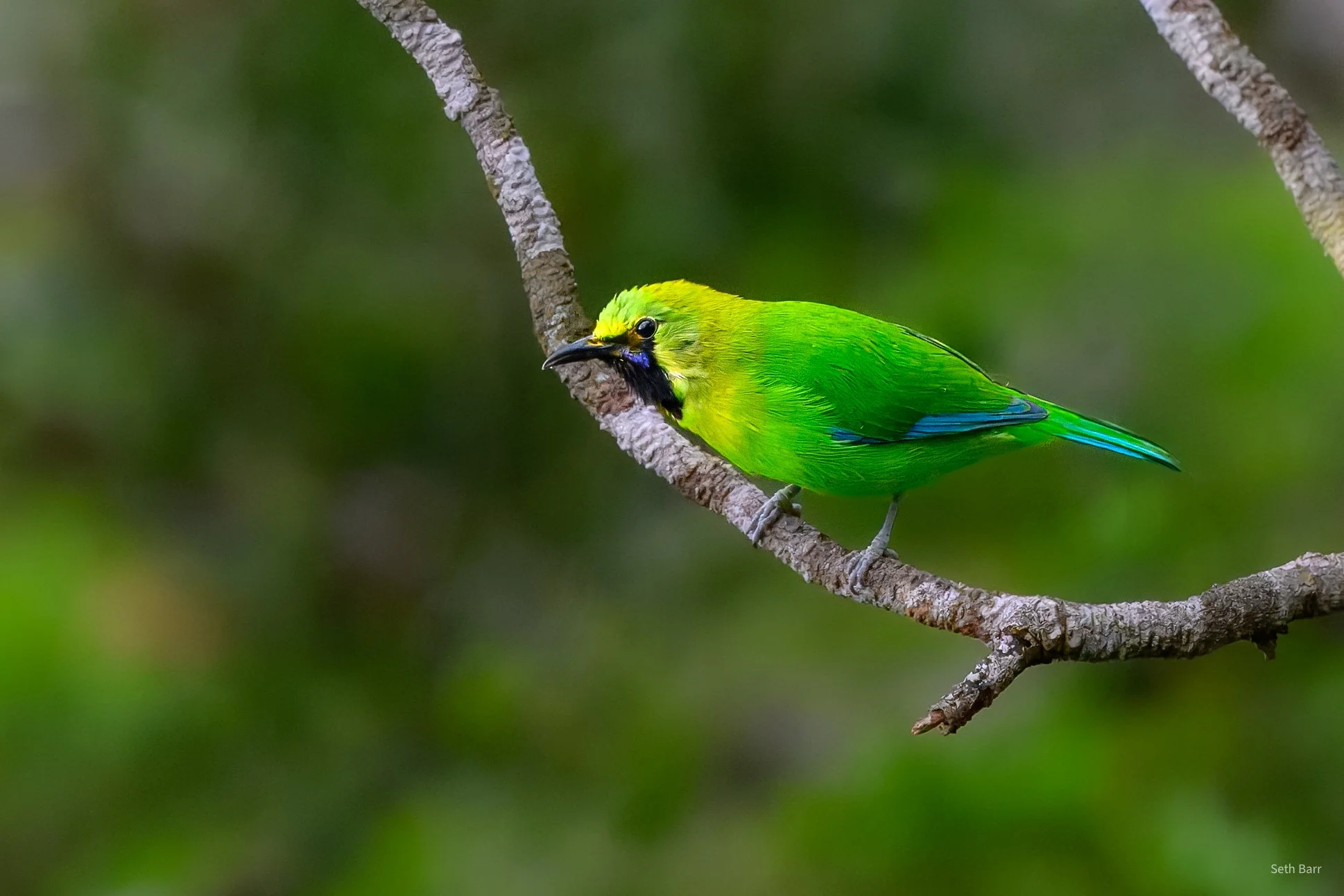 Blue-Winged Leafbird
