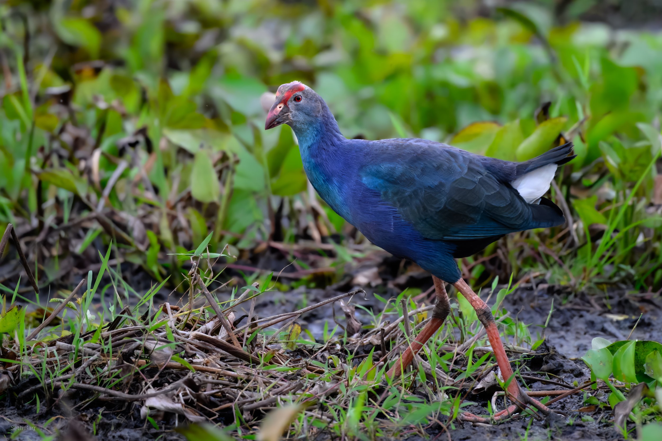 Gray-Headed Swamphen