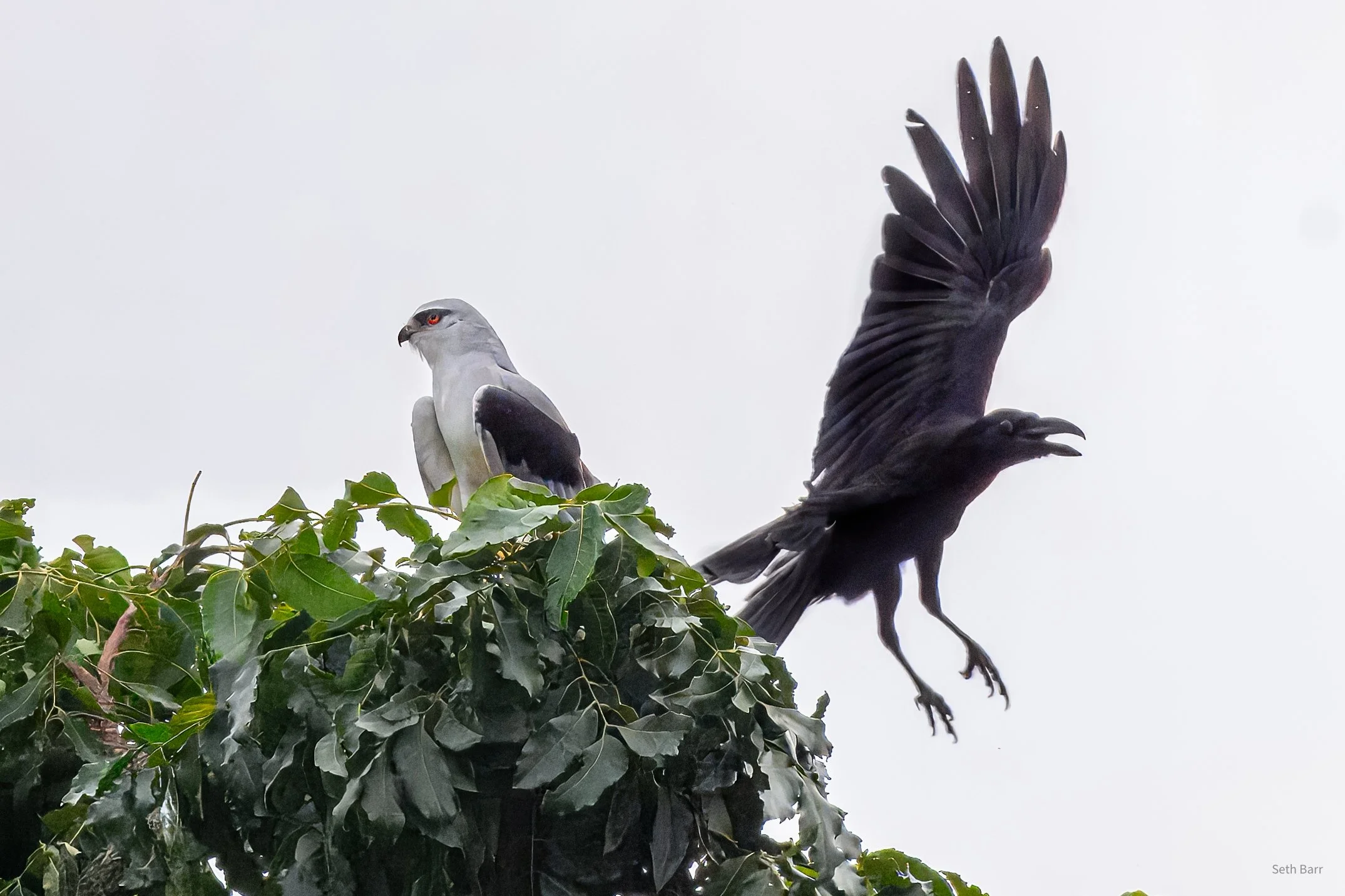 Black-Winged Kite and Large-Billed Crow