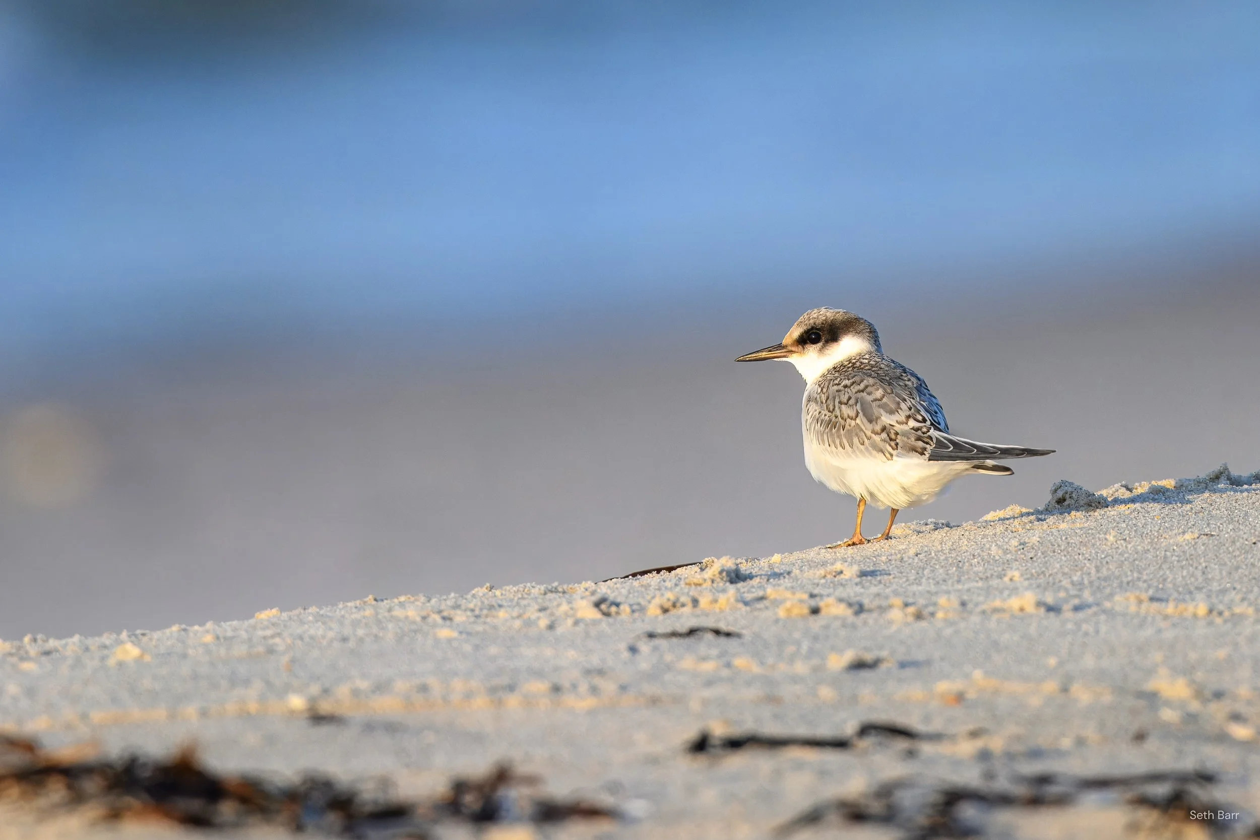 Least Tern