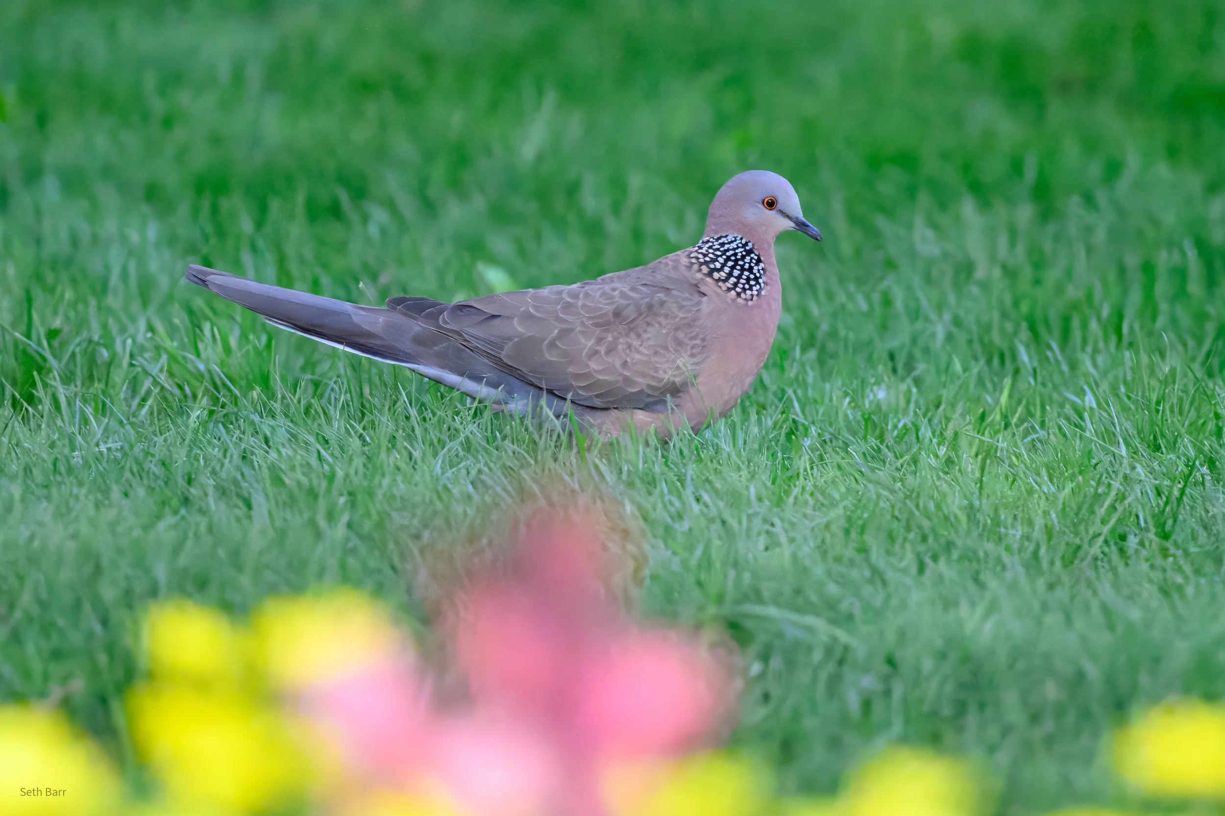 Spotted Dove - Beijing