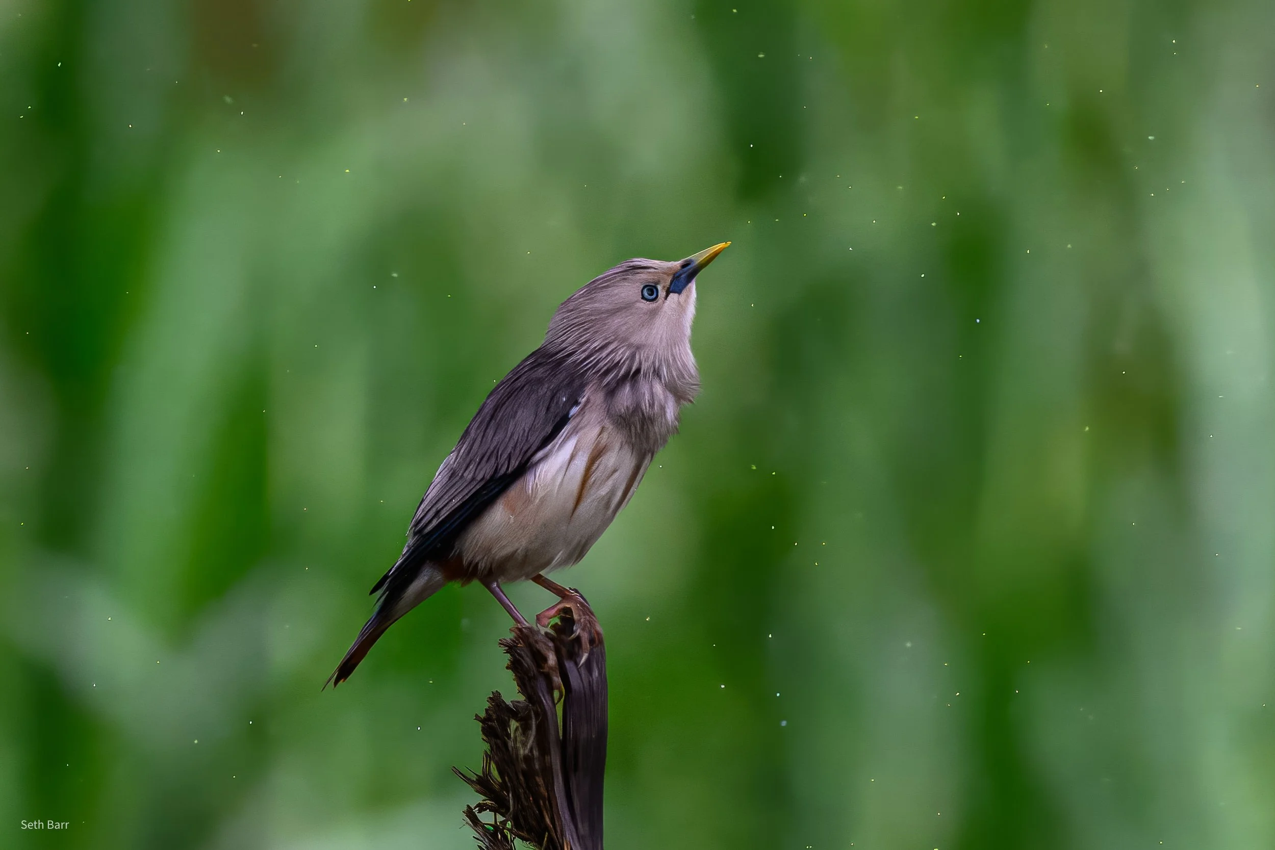 Chestnut-Tailed Starling