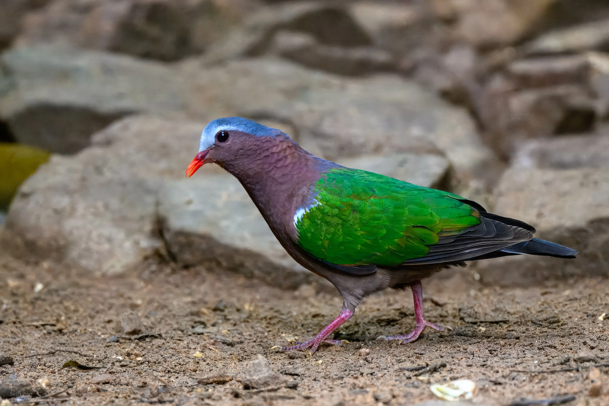 Asian Emerald Dove