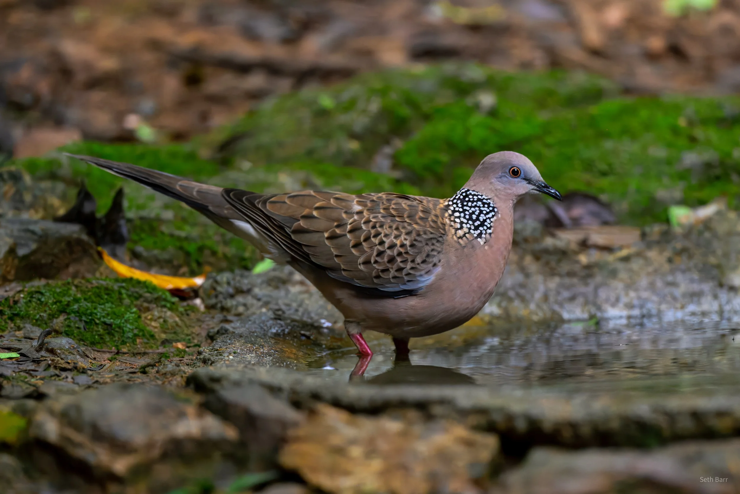 Spotted Dove