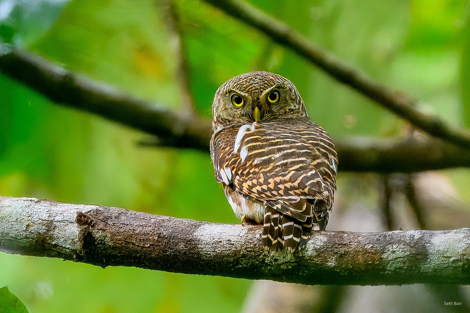 Collared Owlet