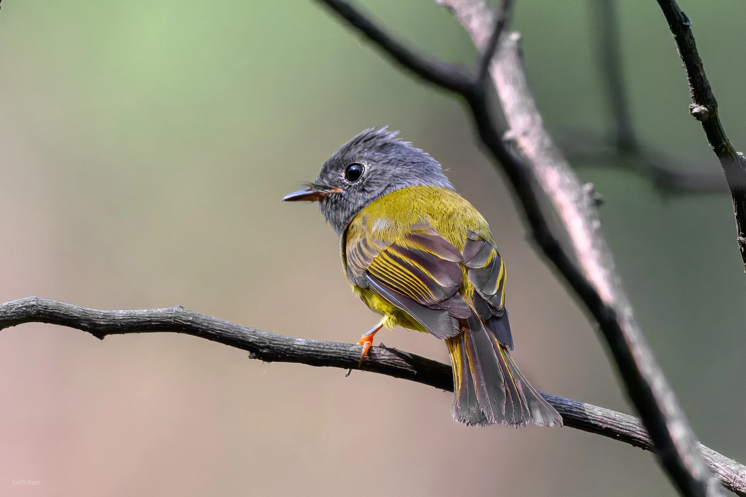 Gray-Headed Canary Flycatcher - Shaanxi Province