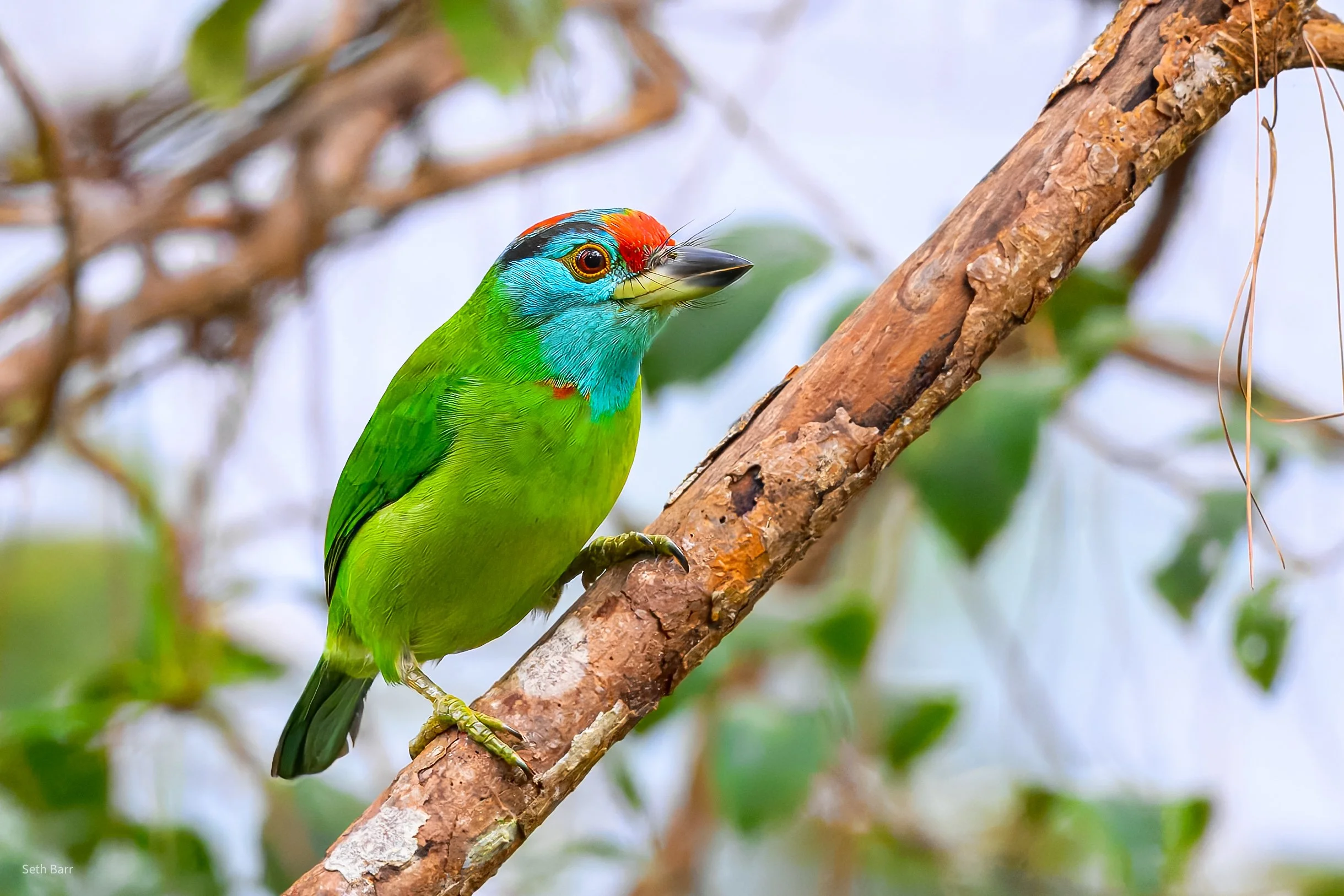 Blue-Throated Barbet