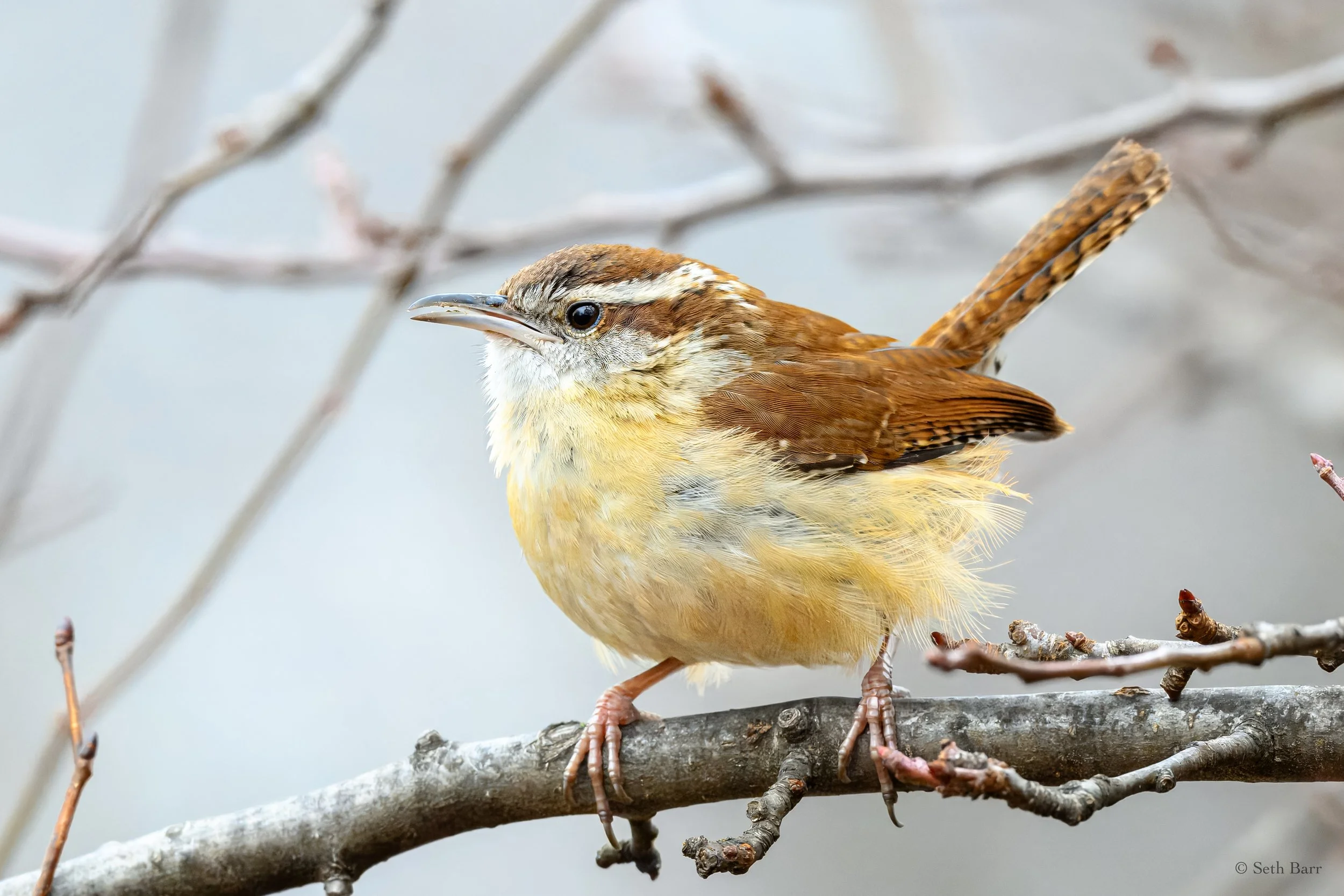 Carolina Wren