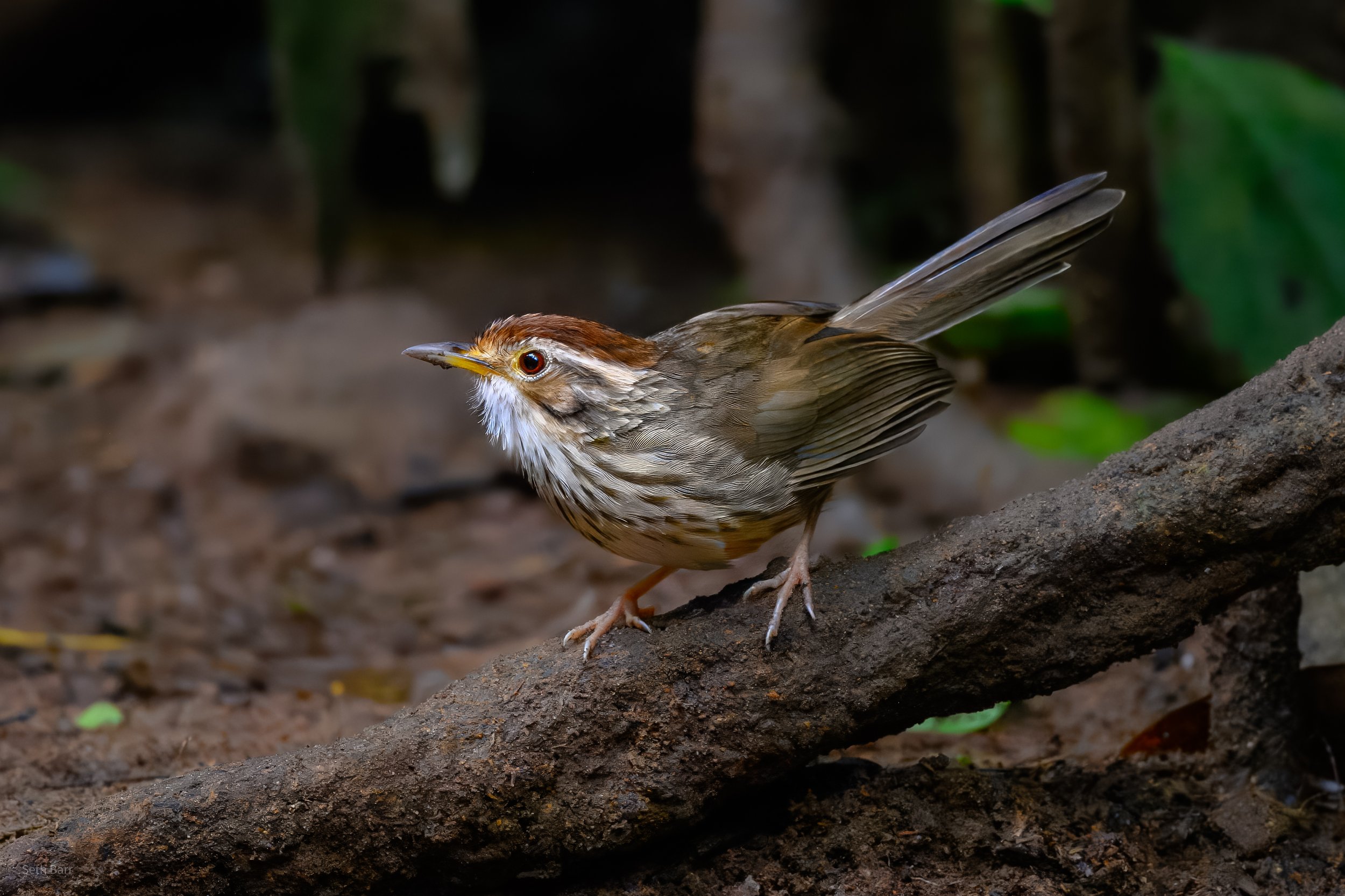Puff-Throated Babbler