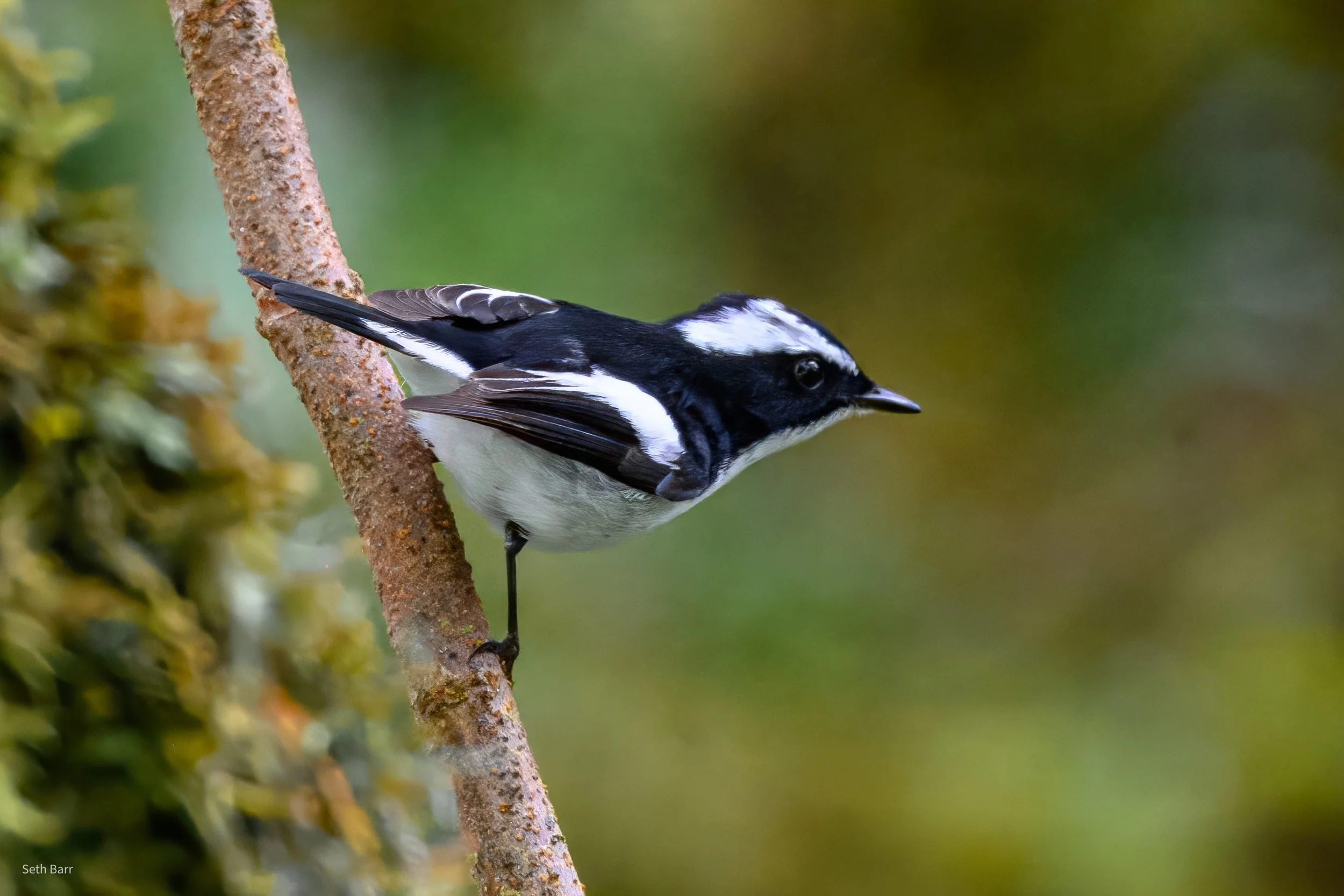 Little Pied Flycatcher