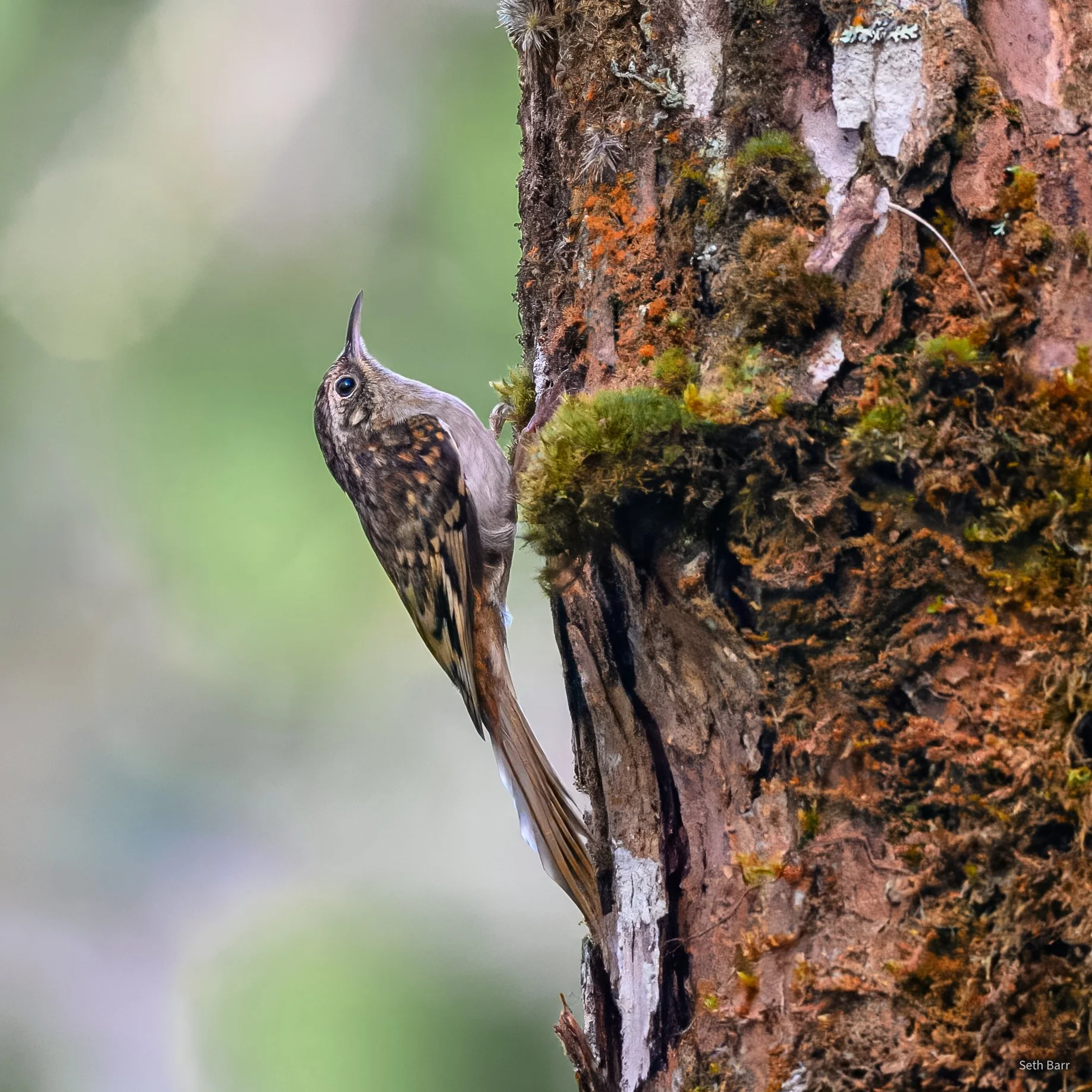 Hume's Treecreeper