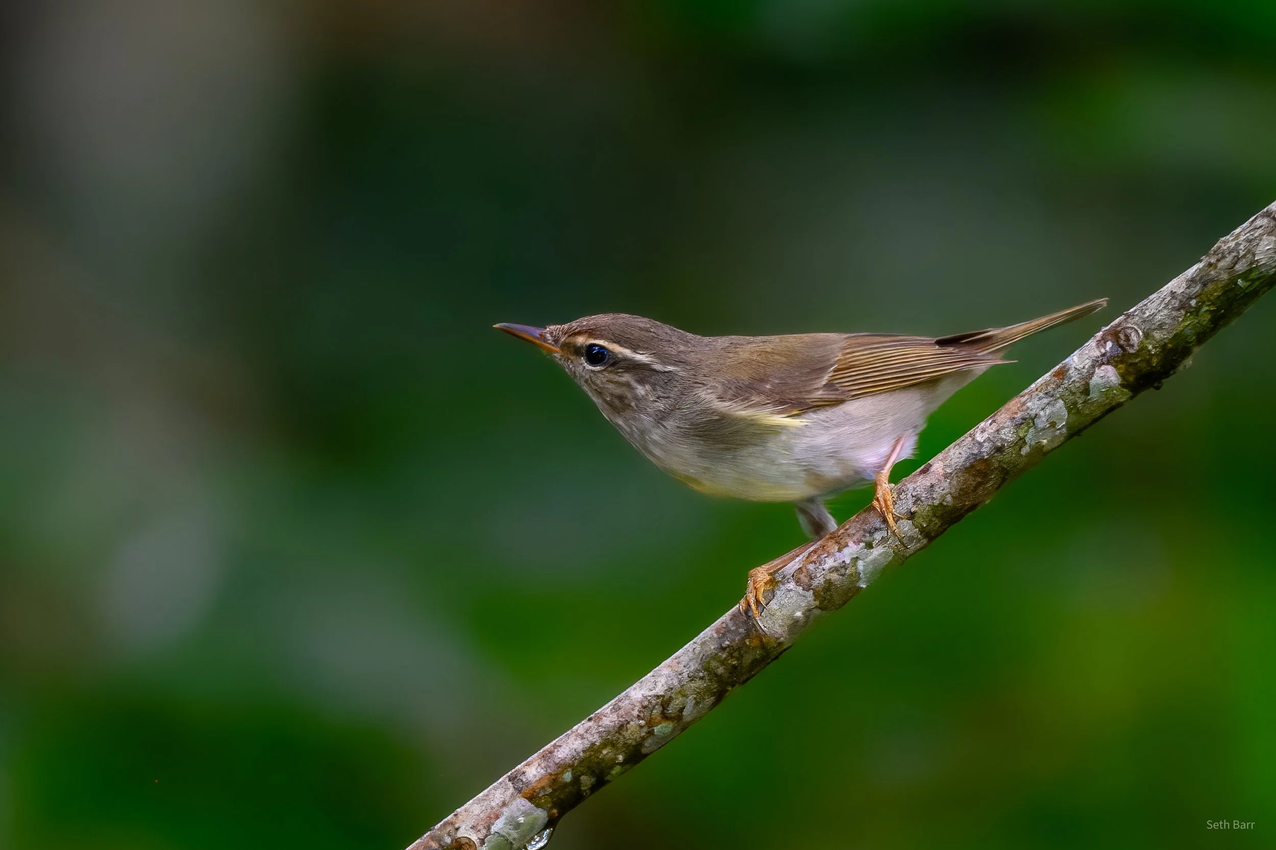 Artic Warbler