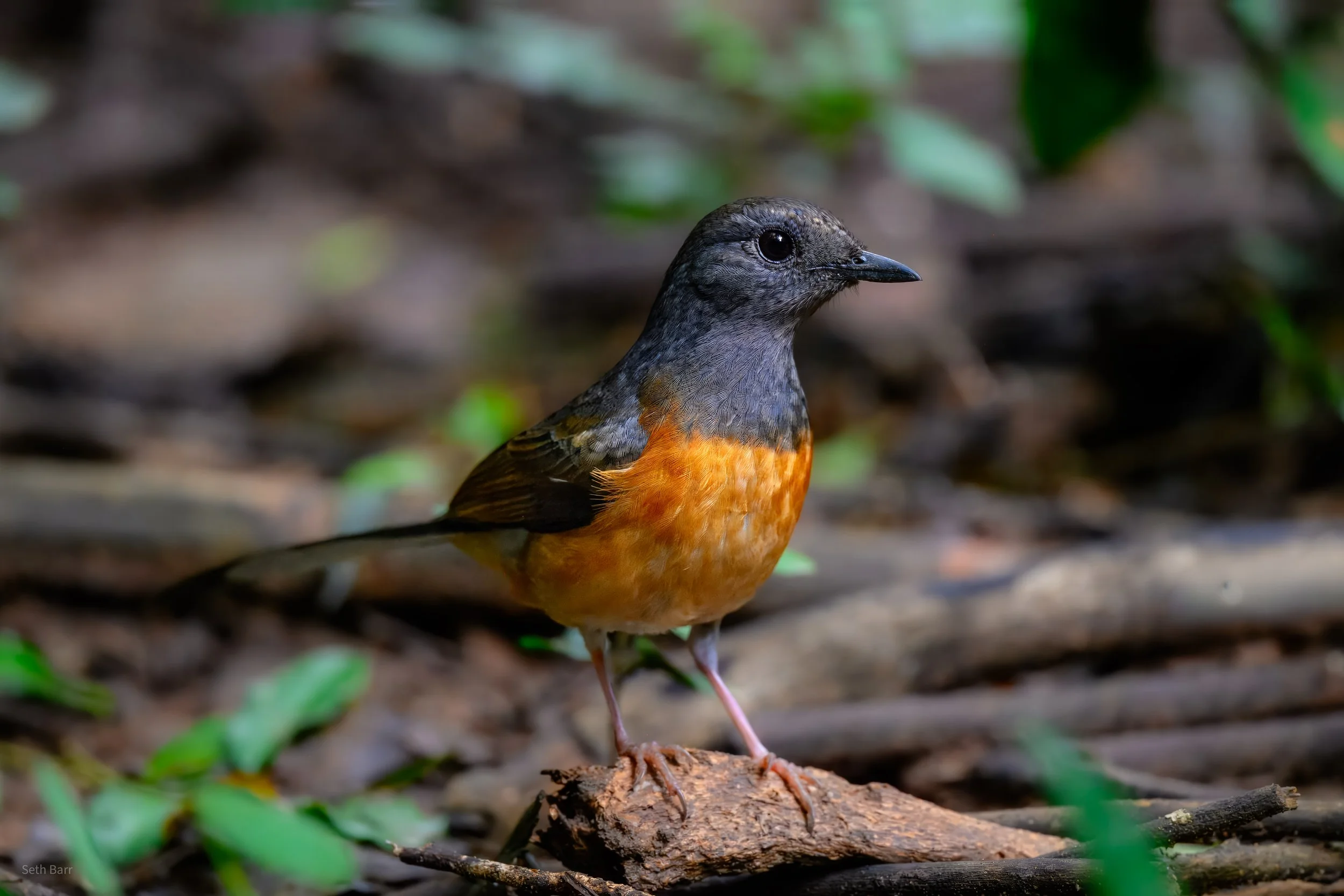 White-Rumped Shama