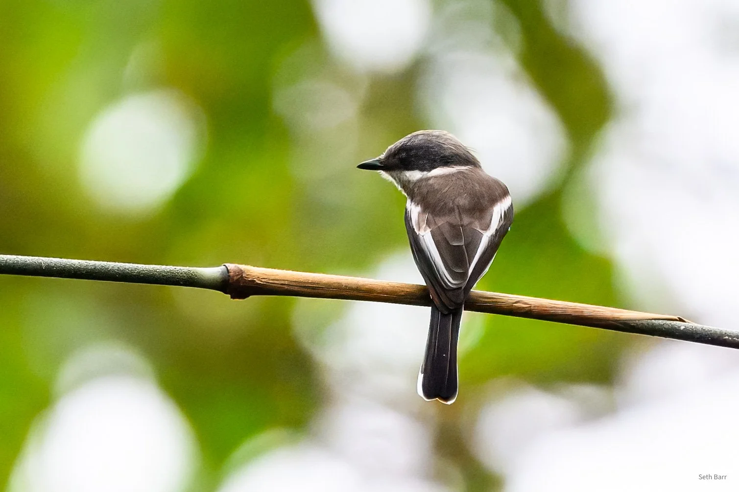 Bar-Winged Flycatcher