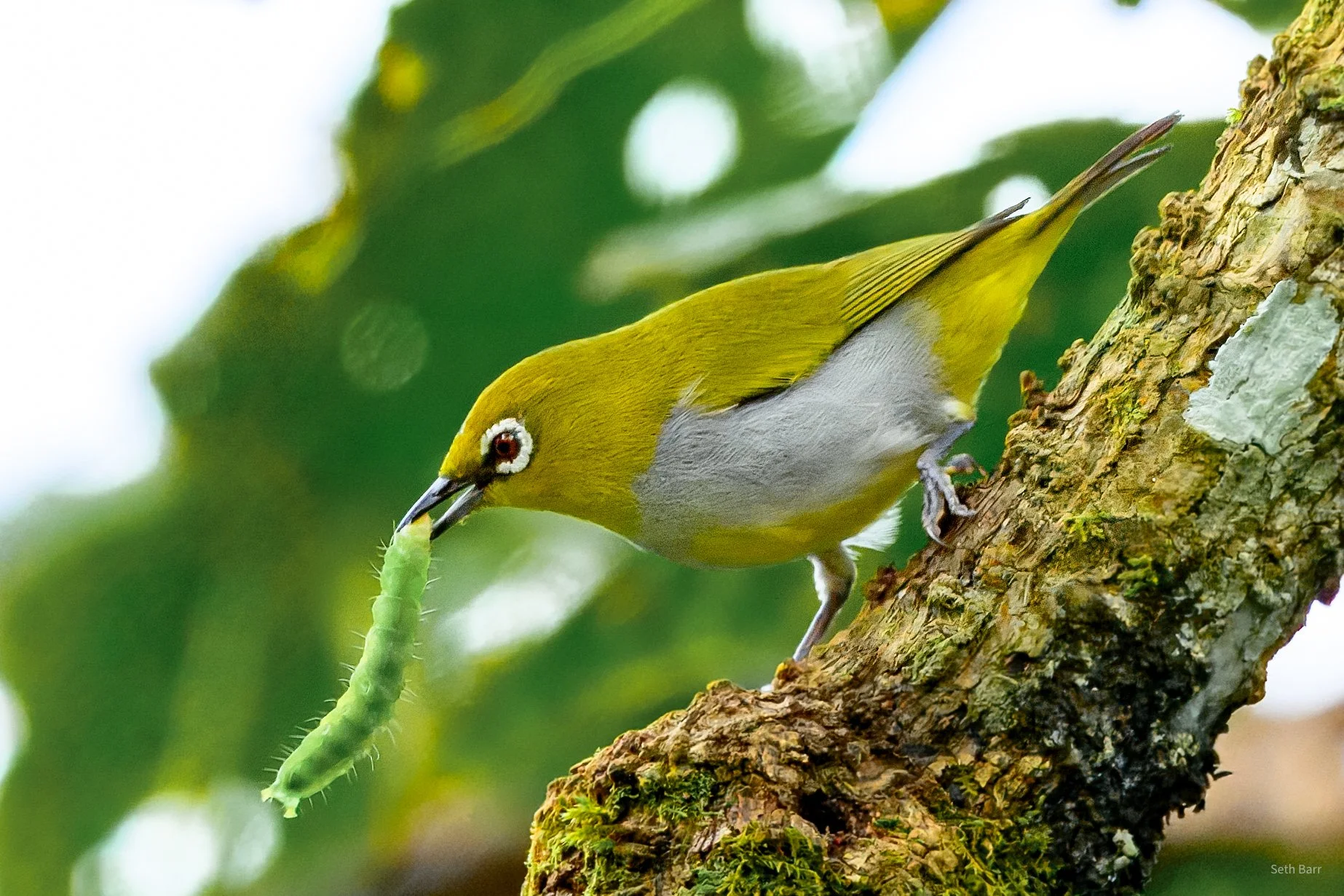 Hume's White-eye