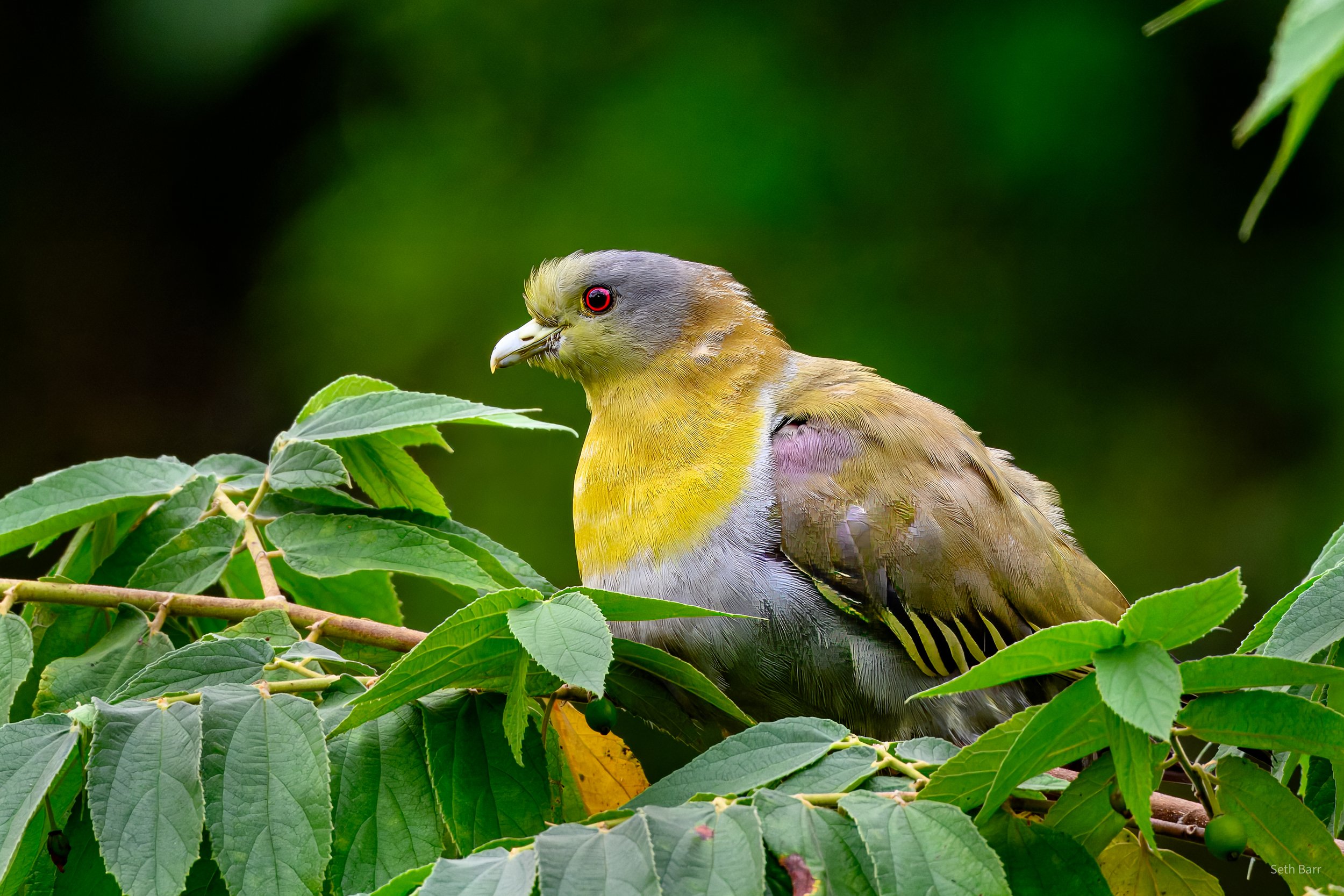 Yellow-Footed Green Pigeon