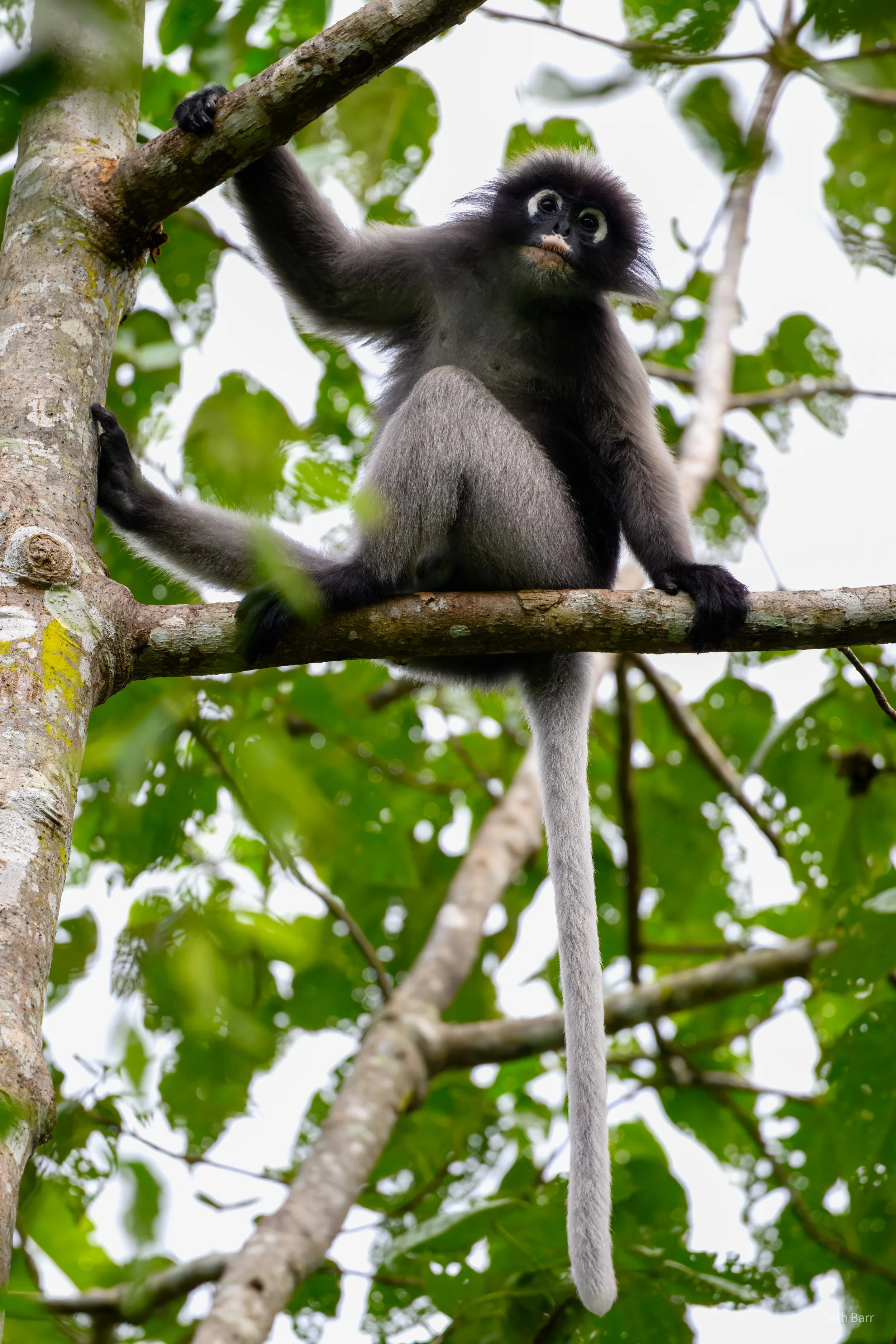 Dusky Leaf Monkey