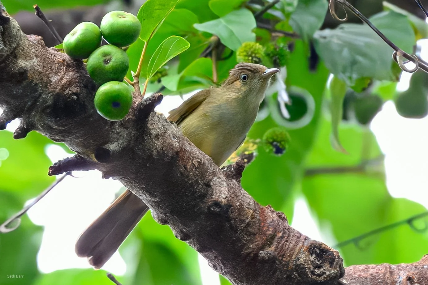 Grey-Eyed Bulbul