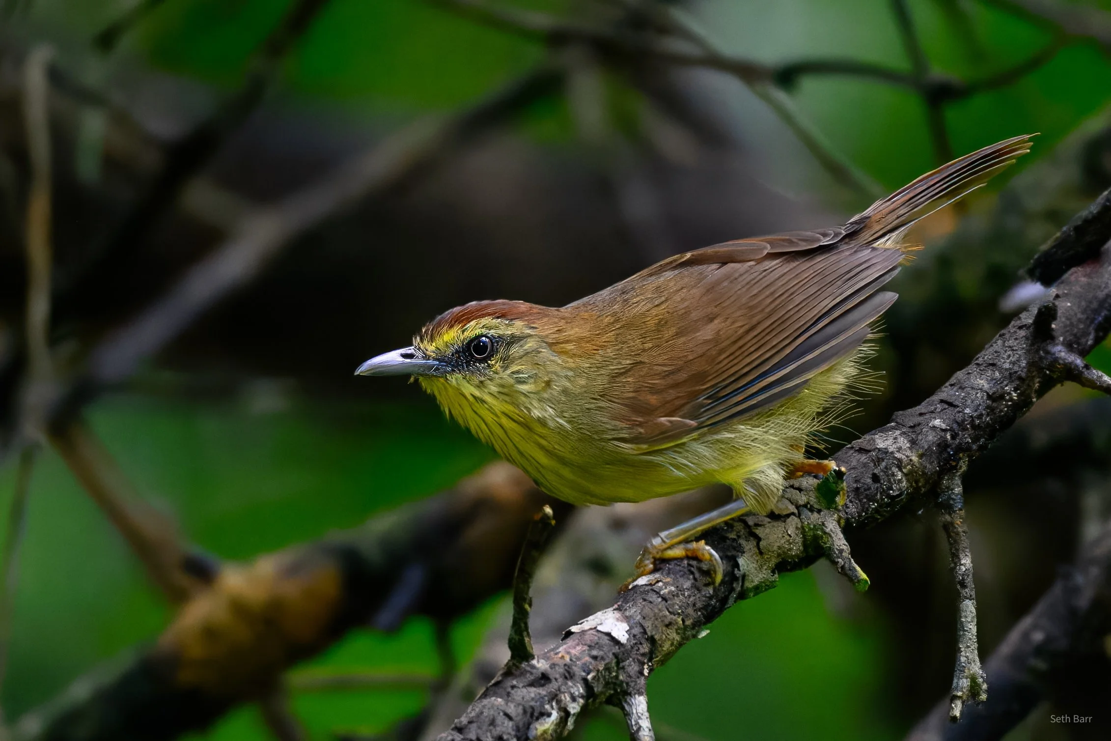 Pin-Striped Tit Babbler