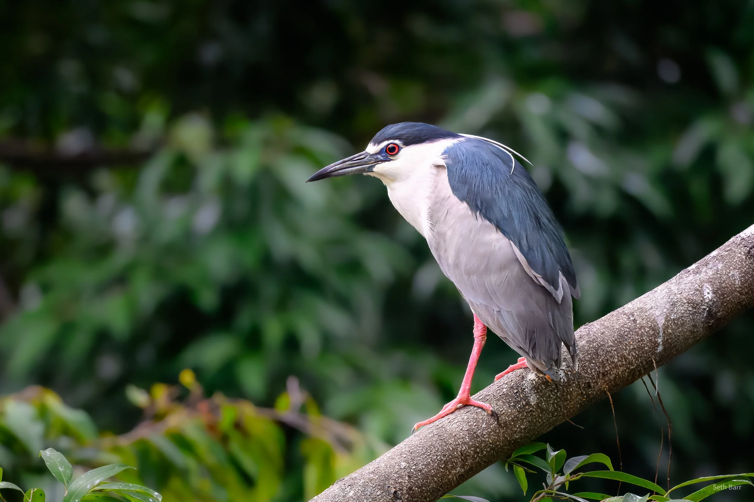 Black-Crowned Night Heron - Hong Kong
