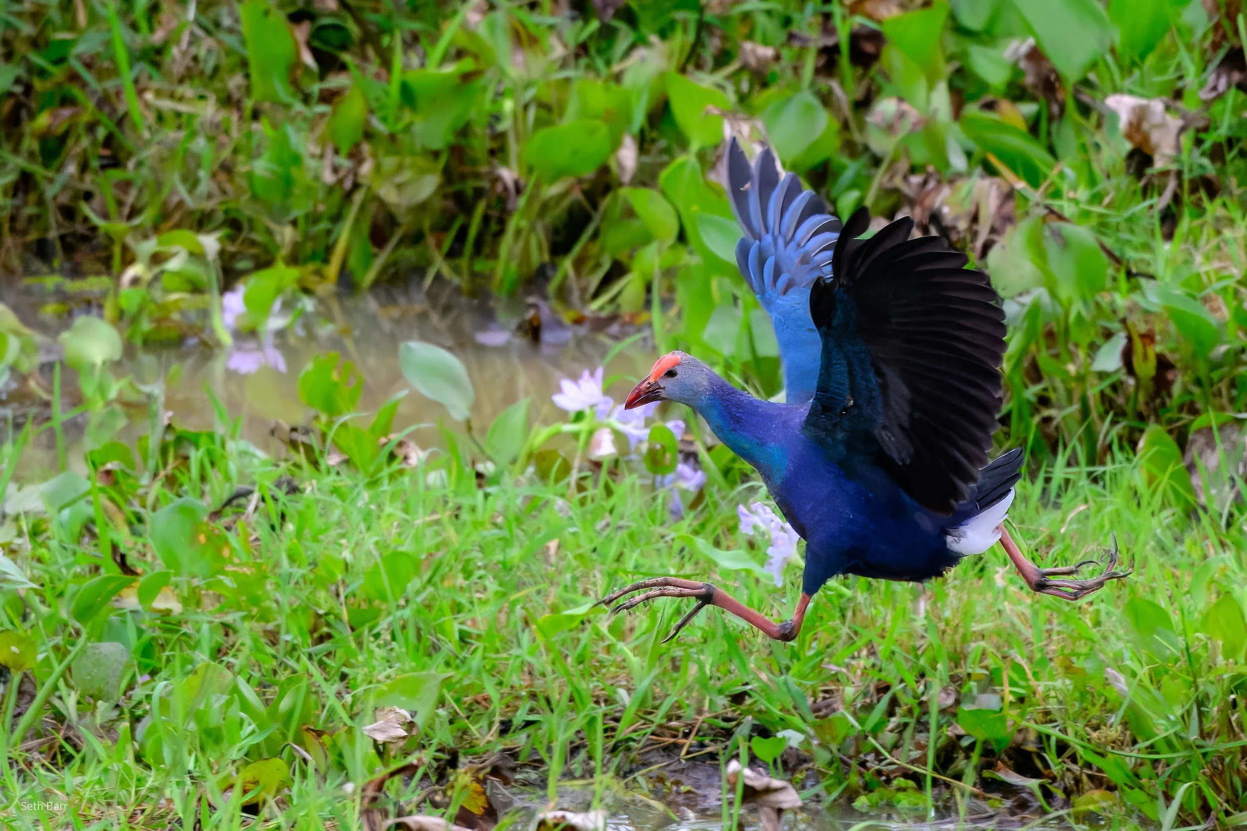 Gray-Headed Swamphen