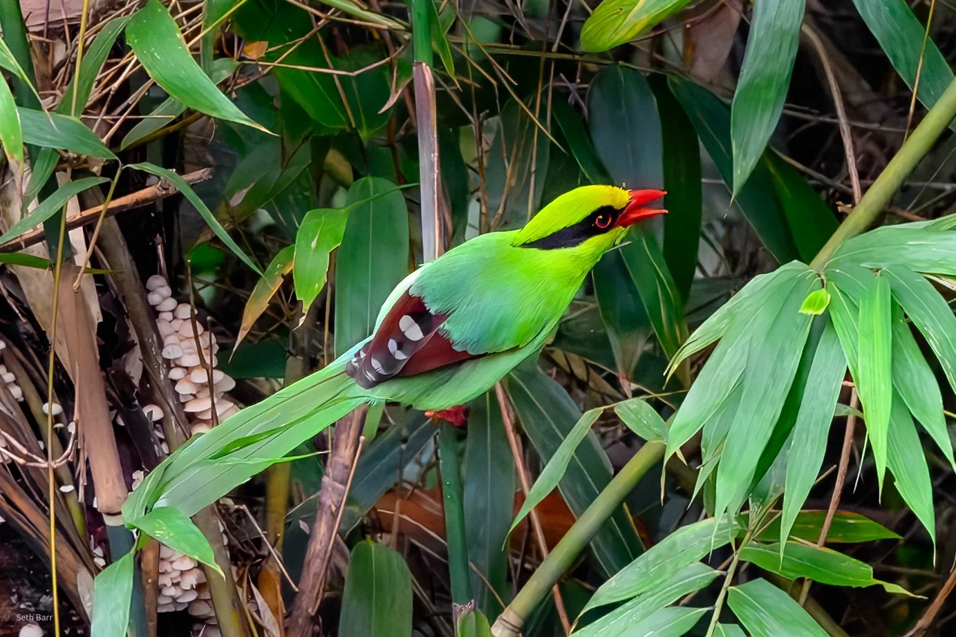 Common Green Magpie