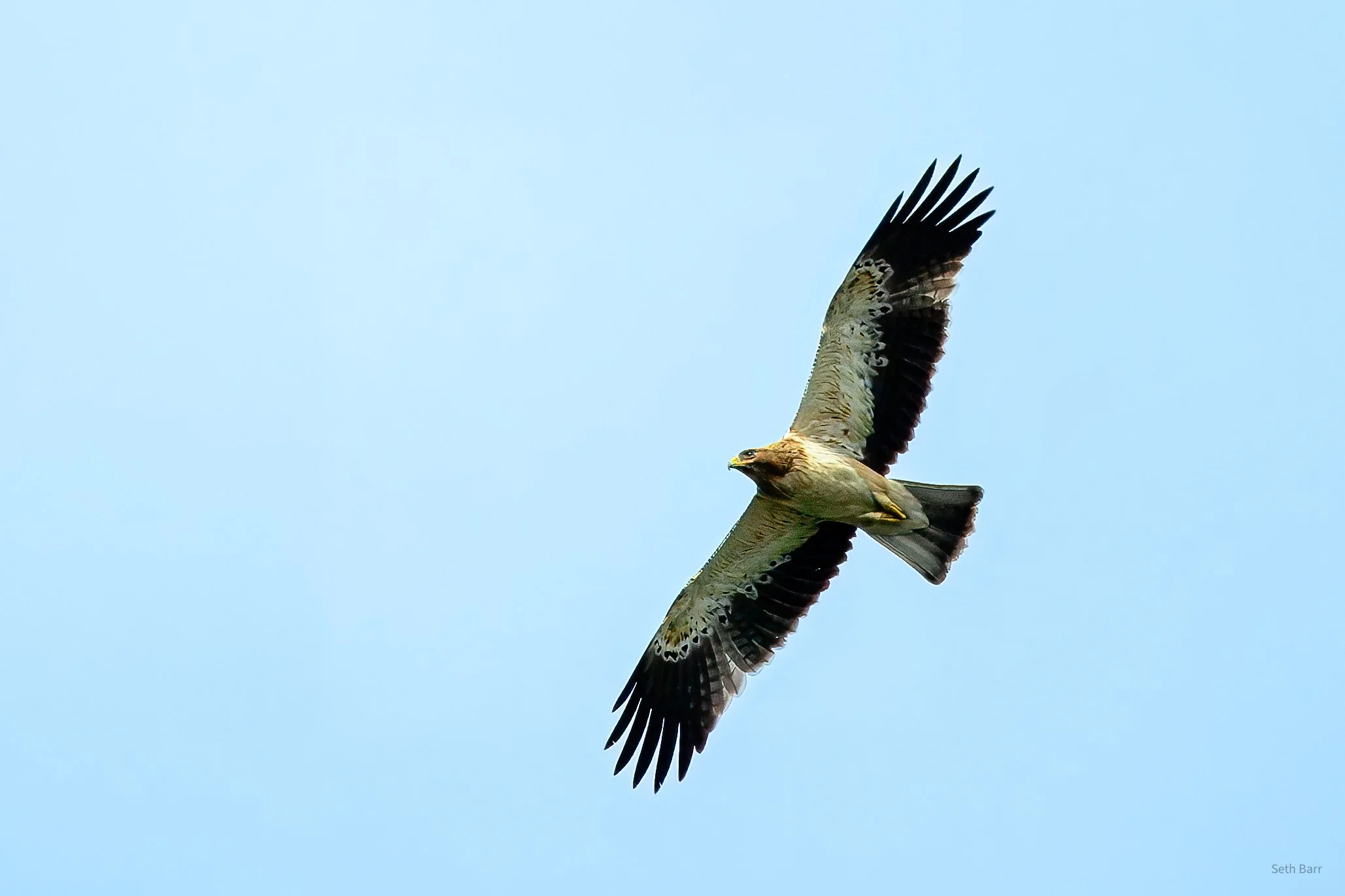 Booted Eagle