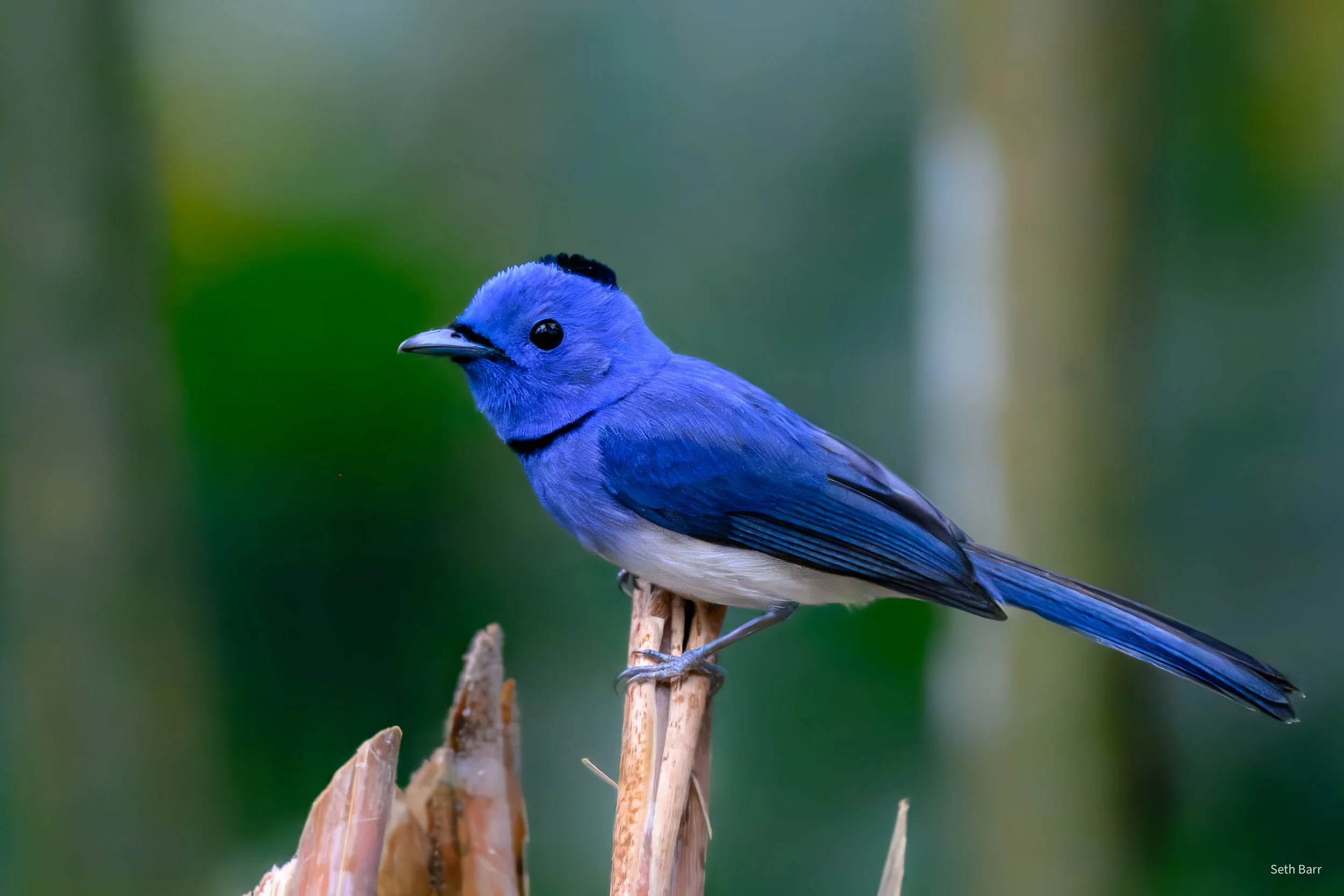 Black-Naped Monarch