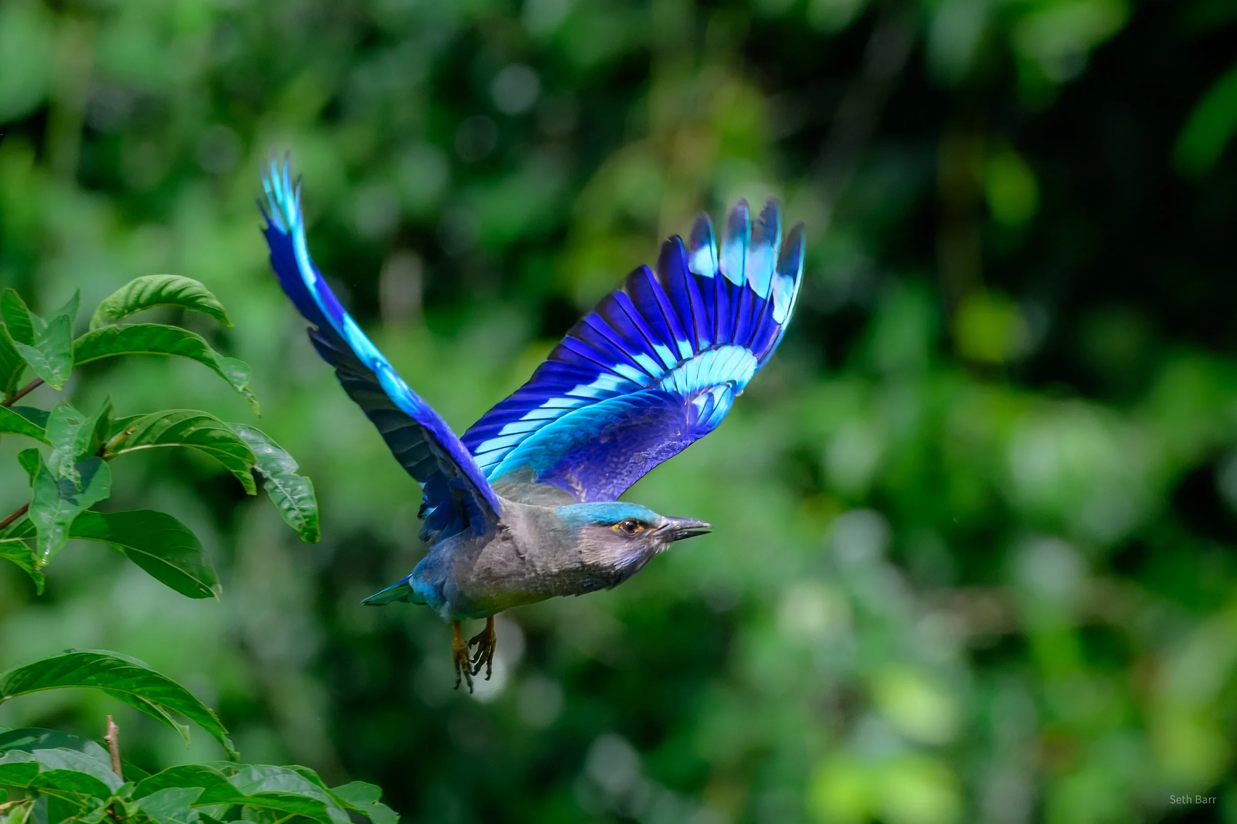 Indochinese Roller