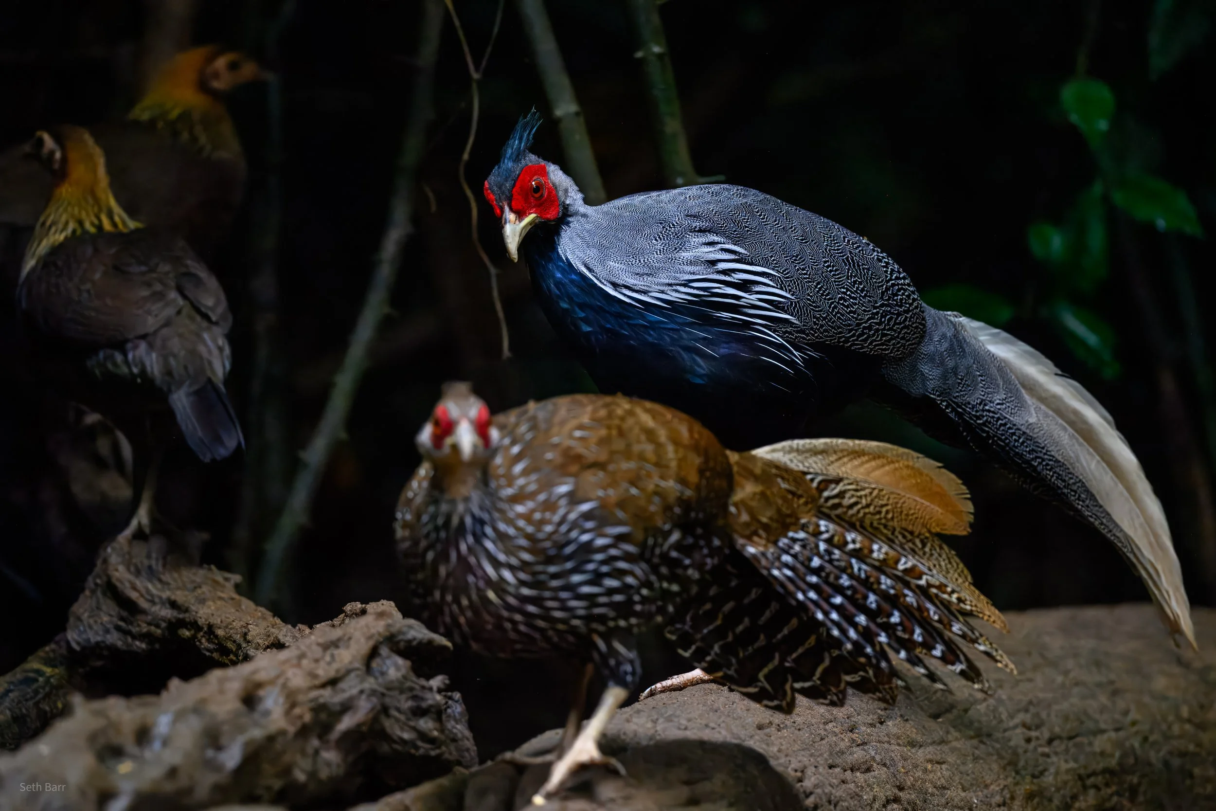 Kalij Pheasant