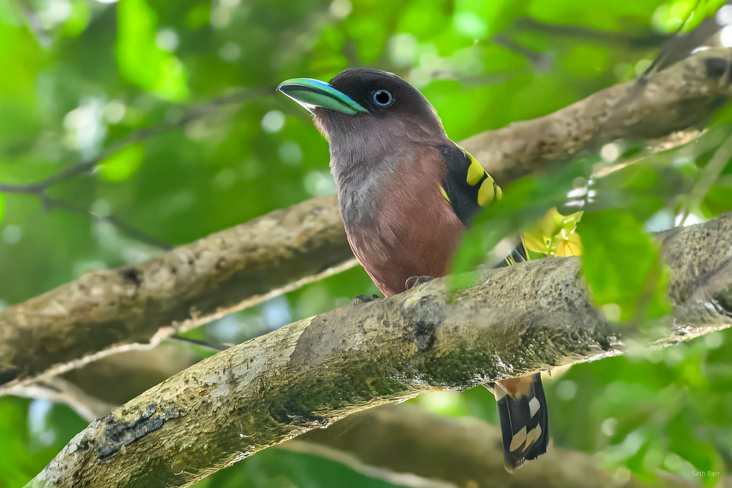 Banded Broadbill