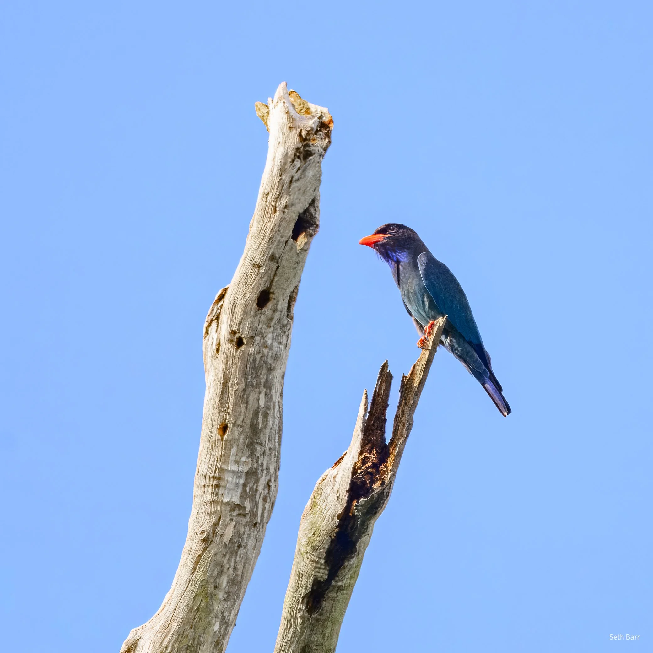 Dollarbird