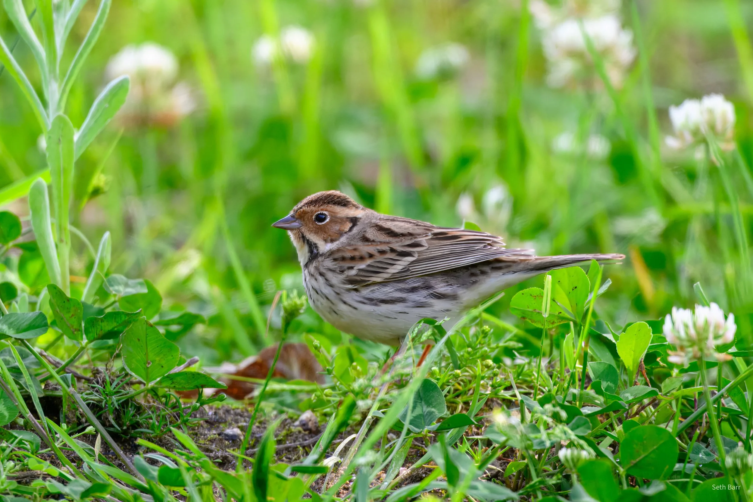 Little Bunting - Shaanxi Province