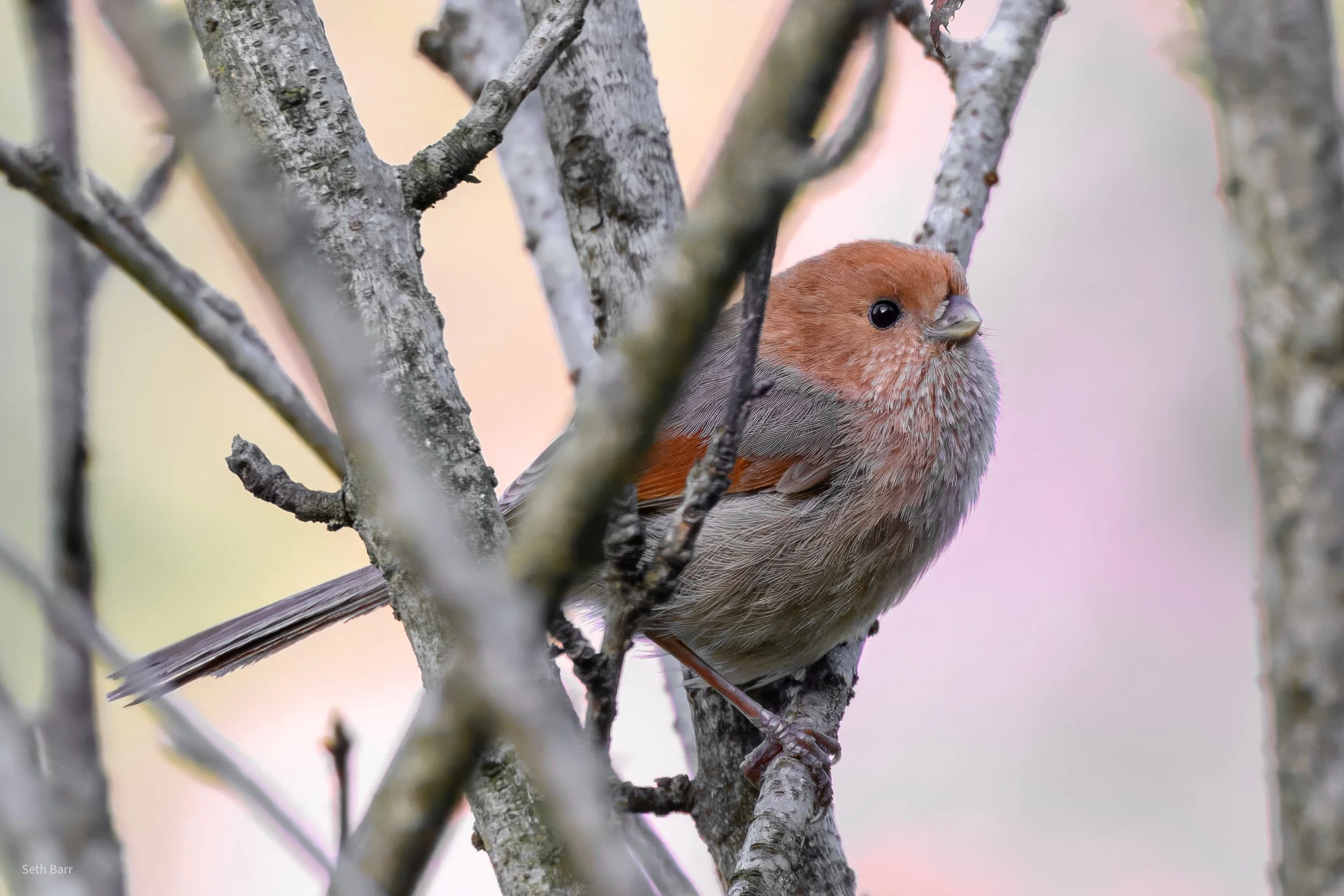 Vinous Throated Parrotbill - Shaanxi Province