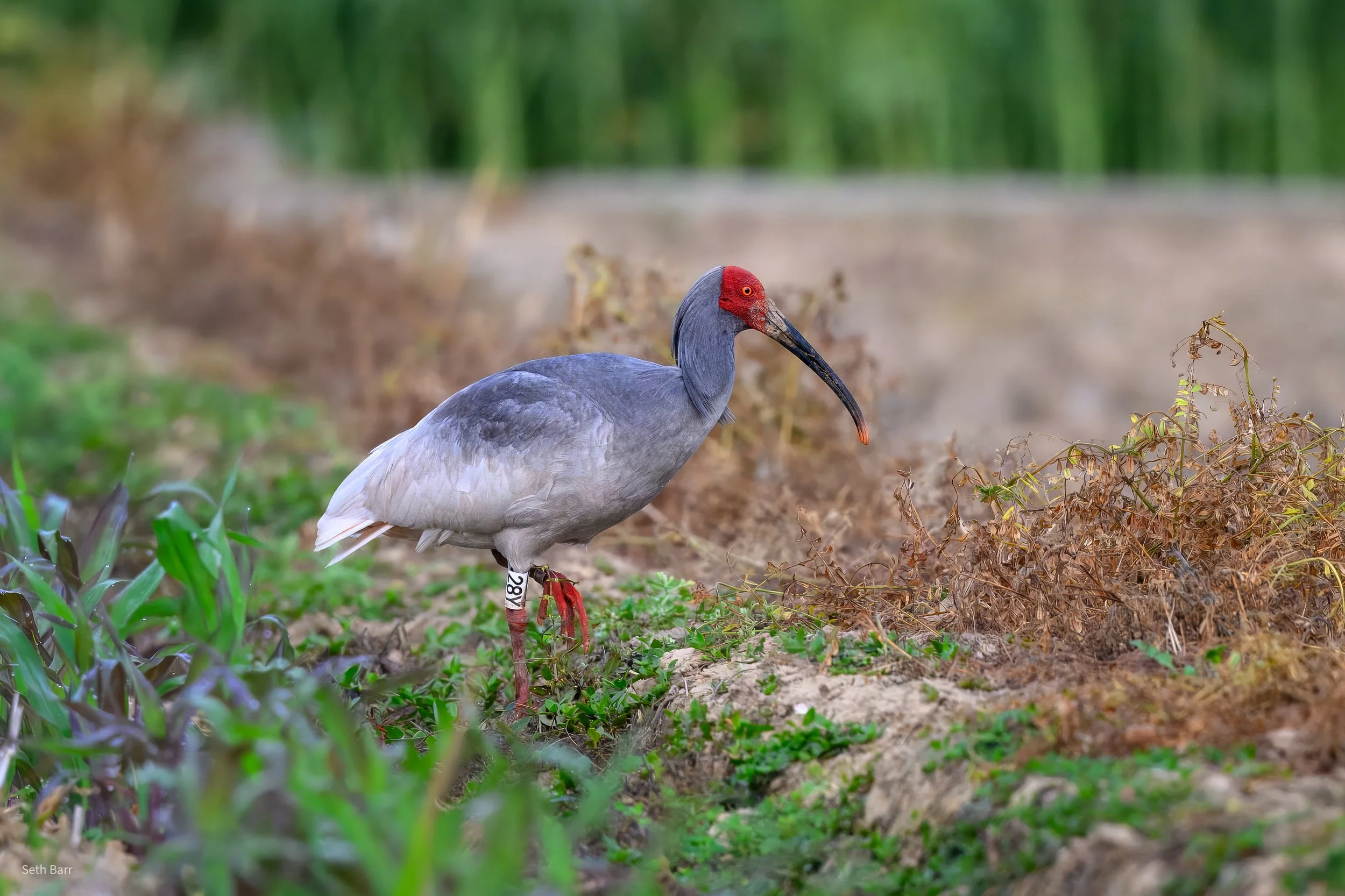 Crested Ibis - Shaanxi Province