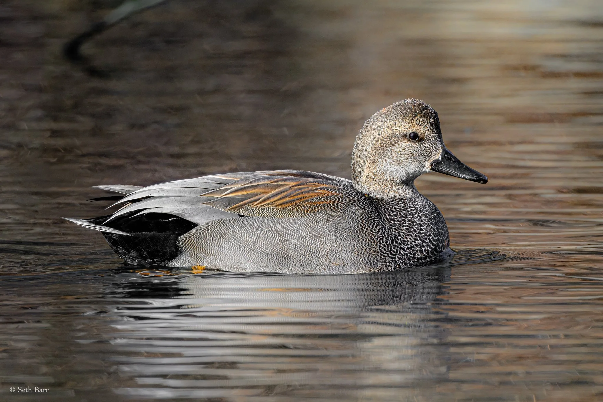 Gadwall