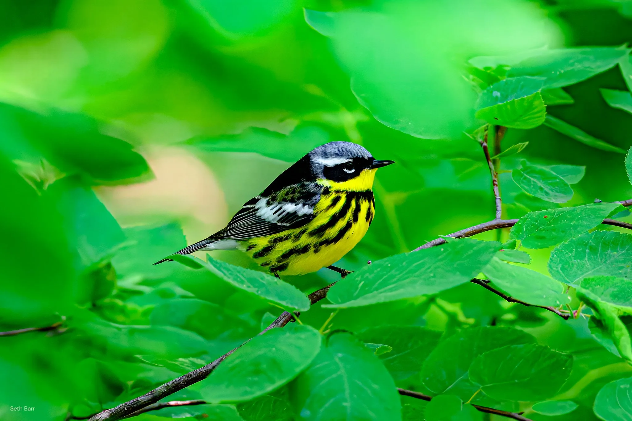 Magnolia Warbler