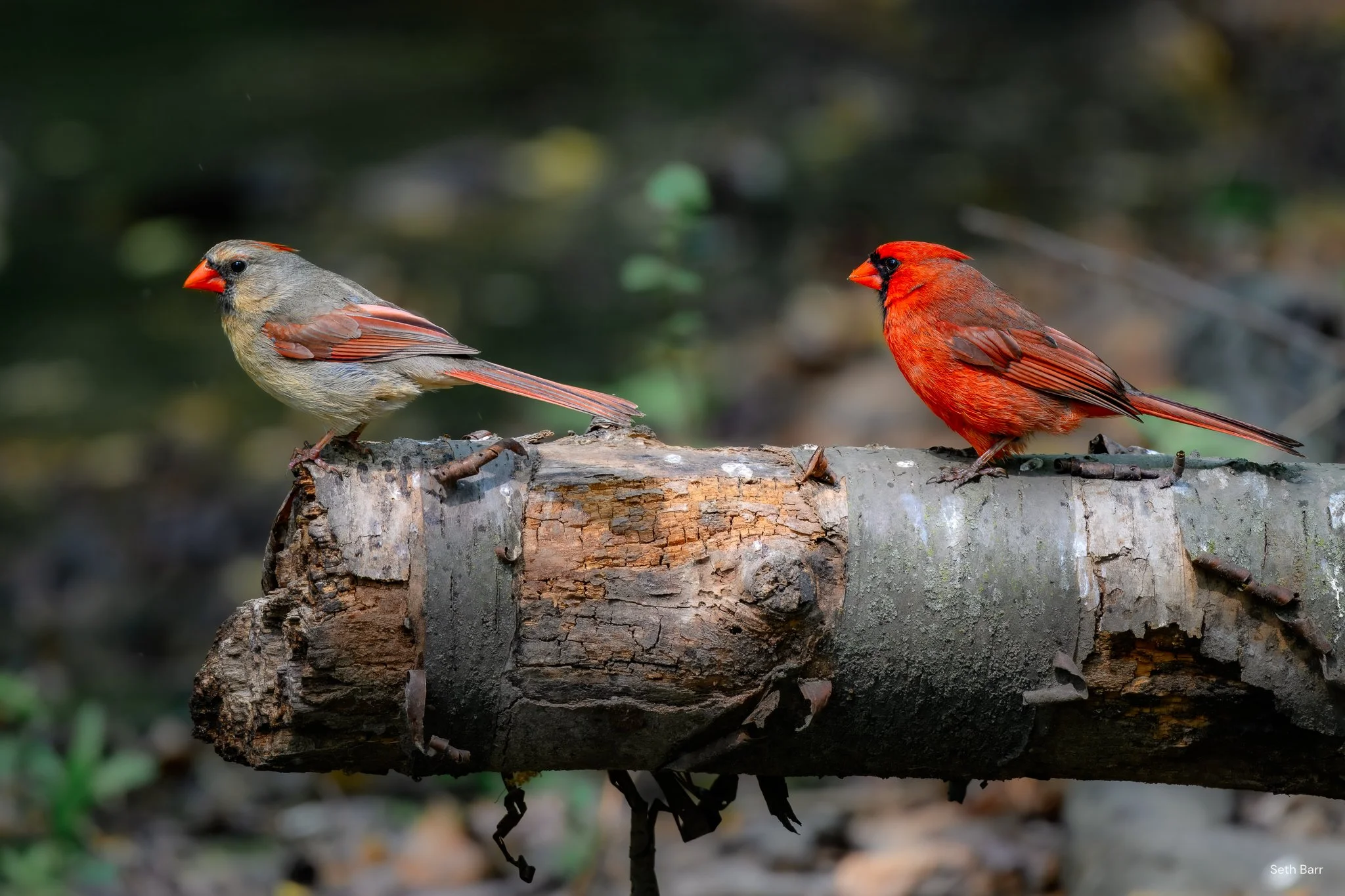 Northern Cardinal