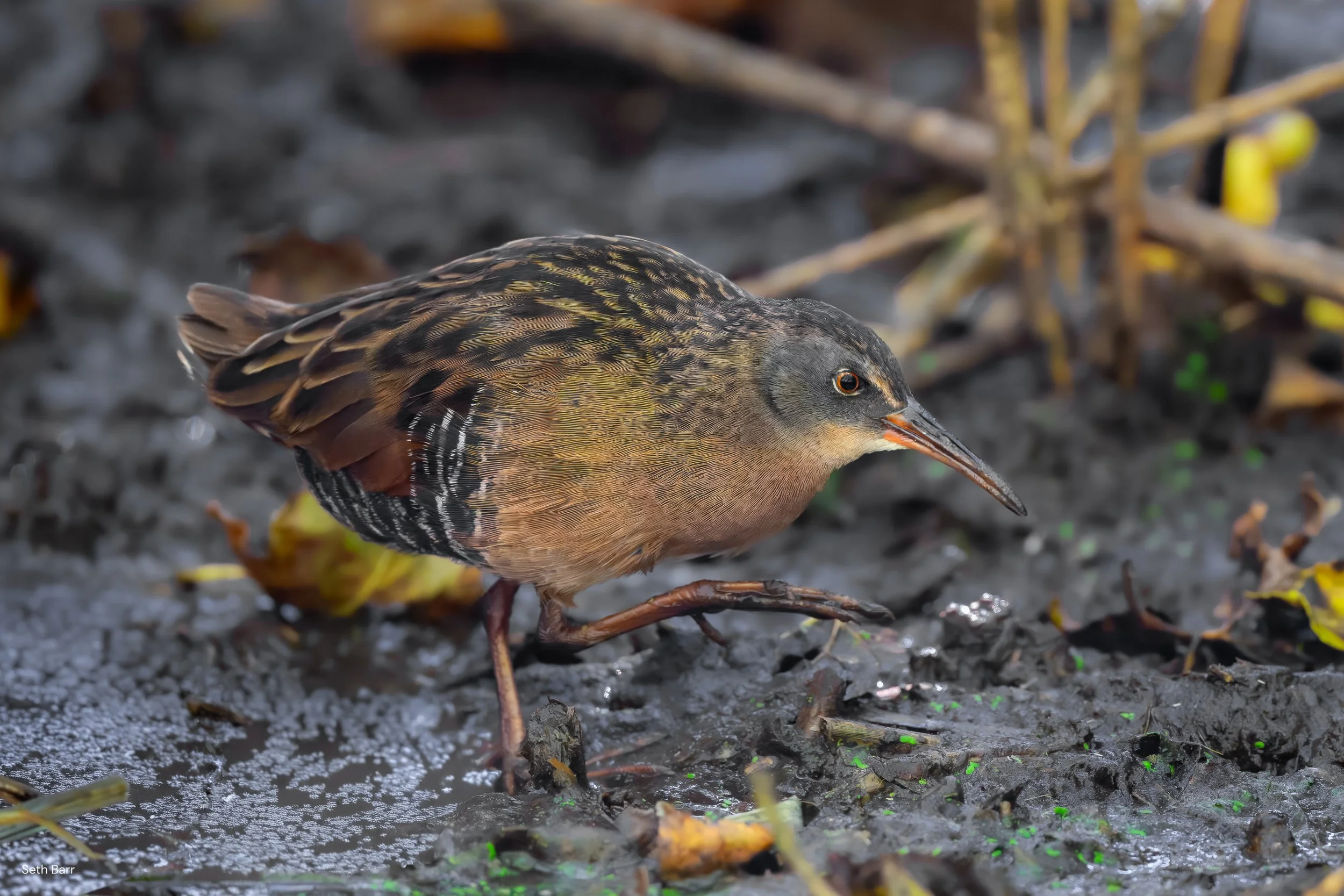 Virginia Rail