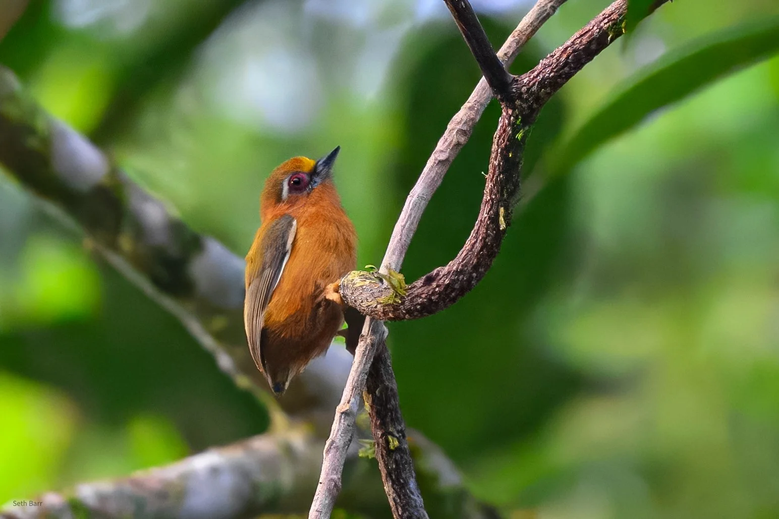 White-Browed Piculet