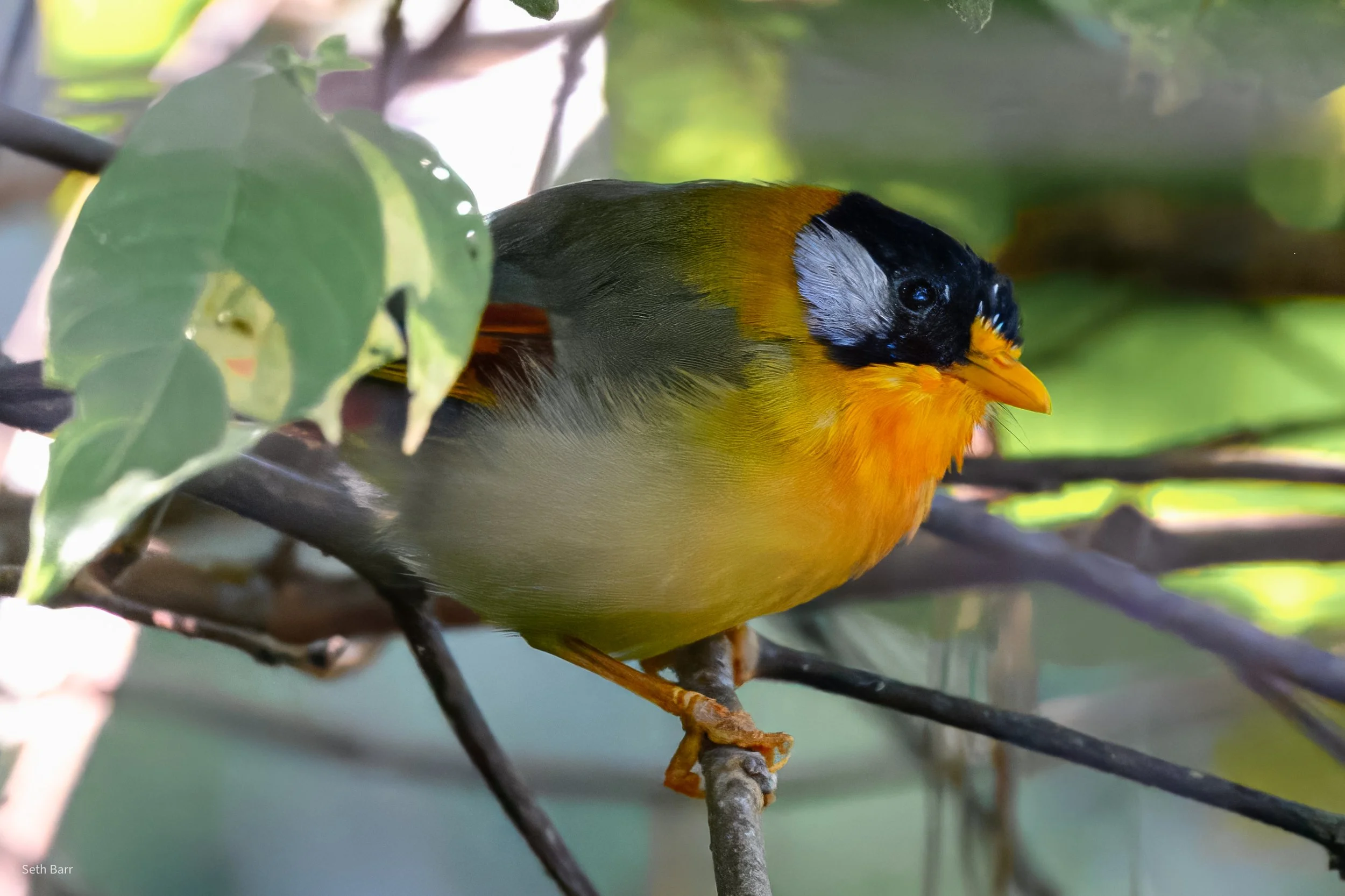 Silver-Eared Mesia