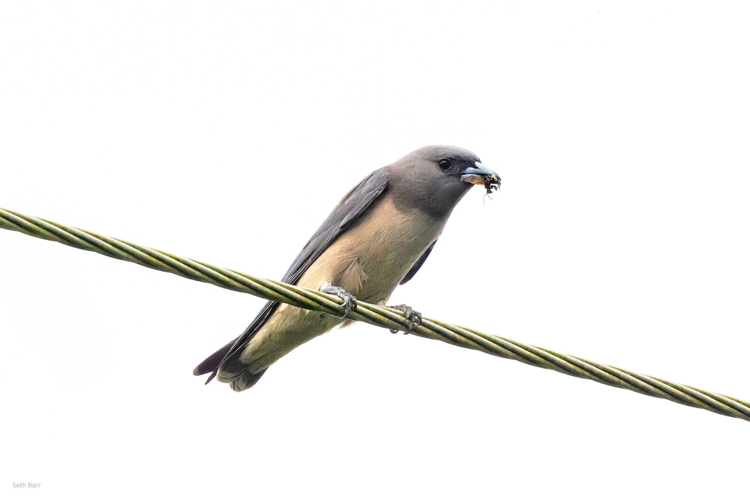 Ashy Woodswallow