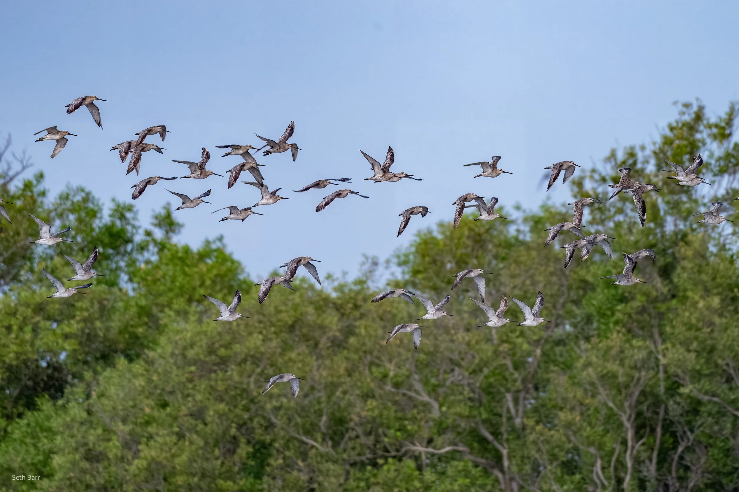 Asian Dowitcher
