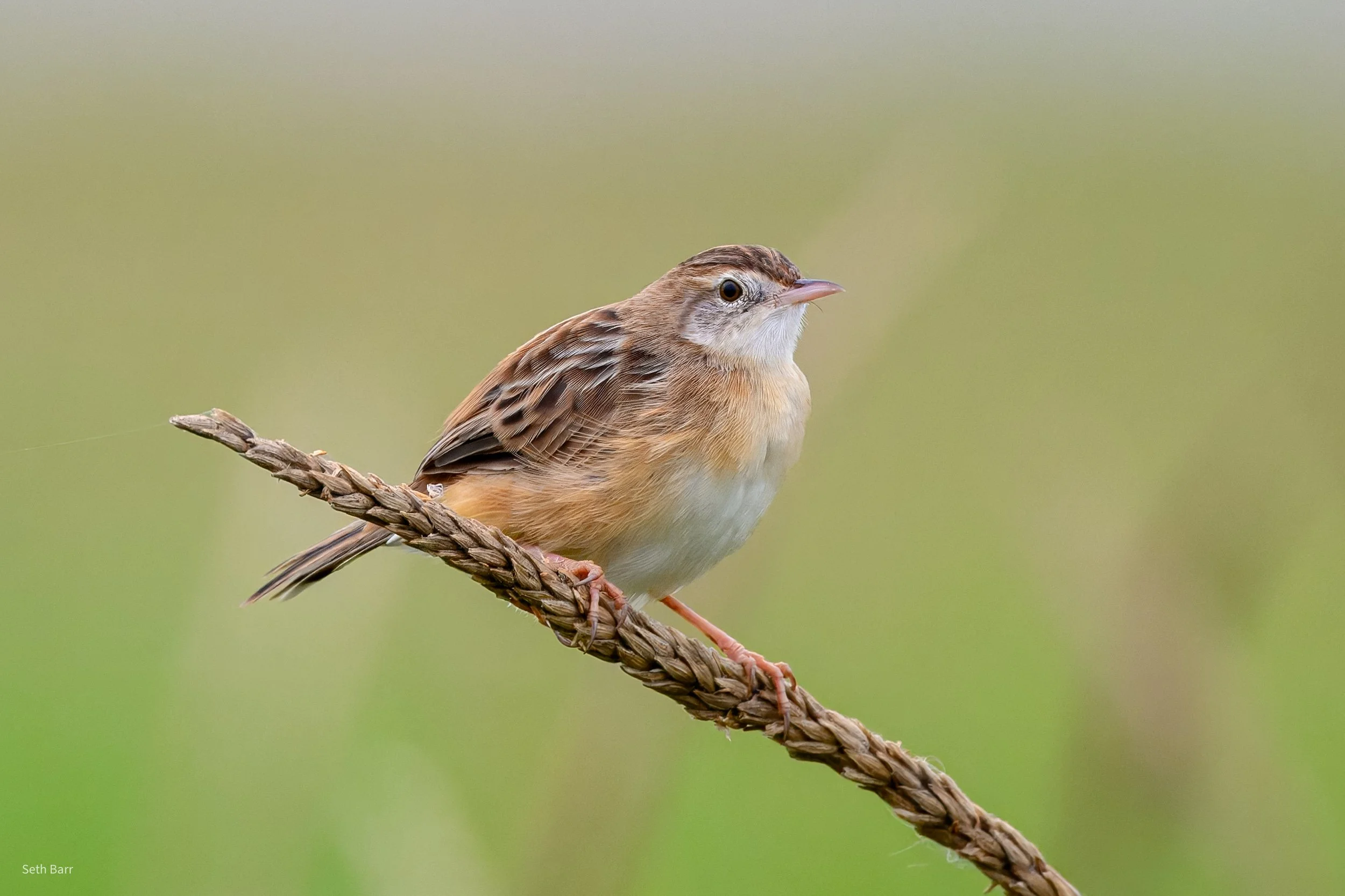 Zitting Cisticola