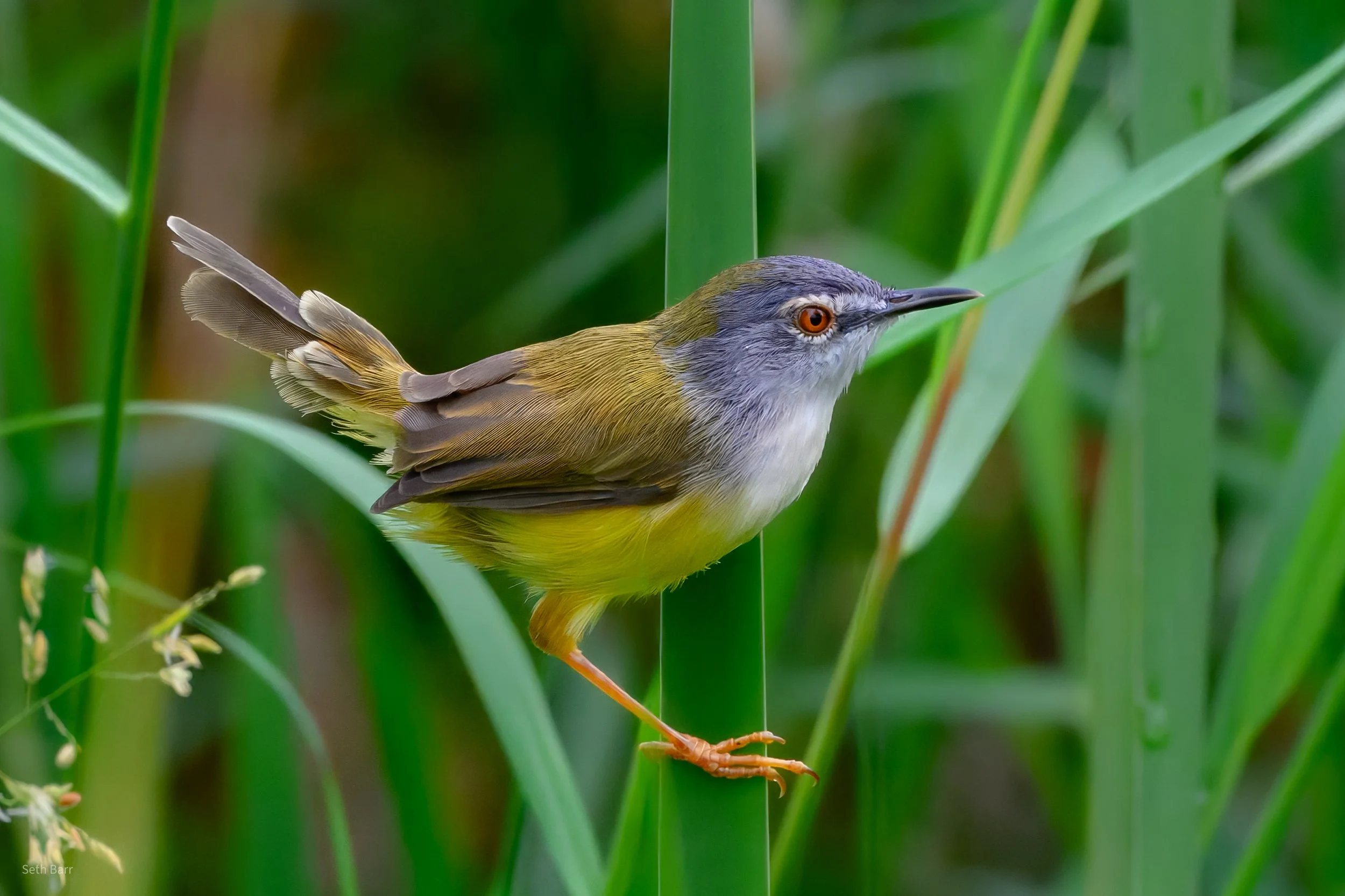 Yellow Bellied Prinia