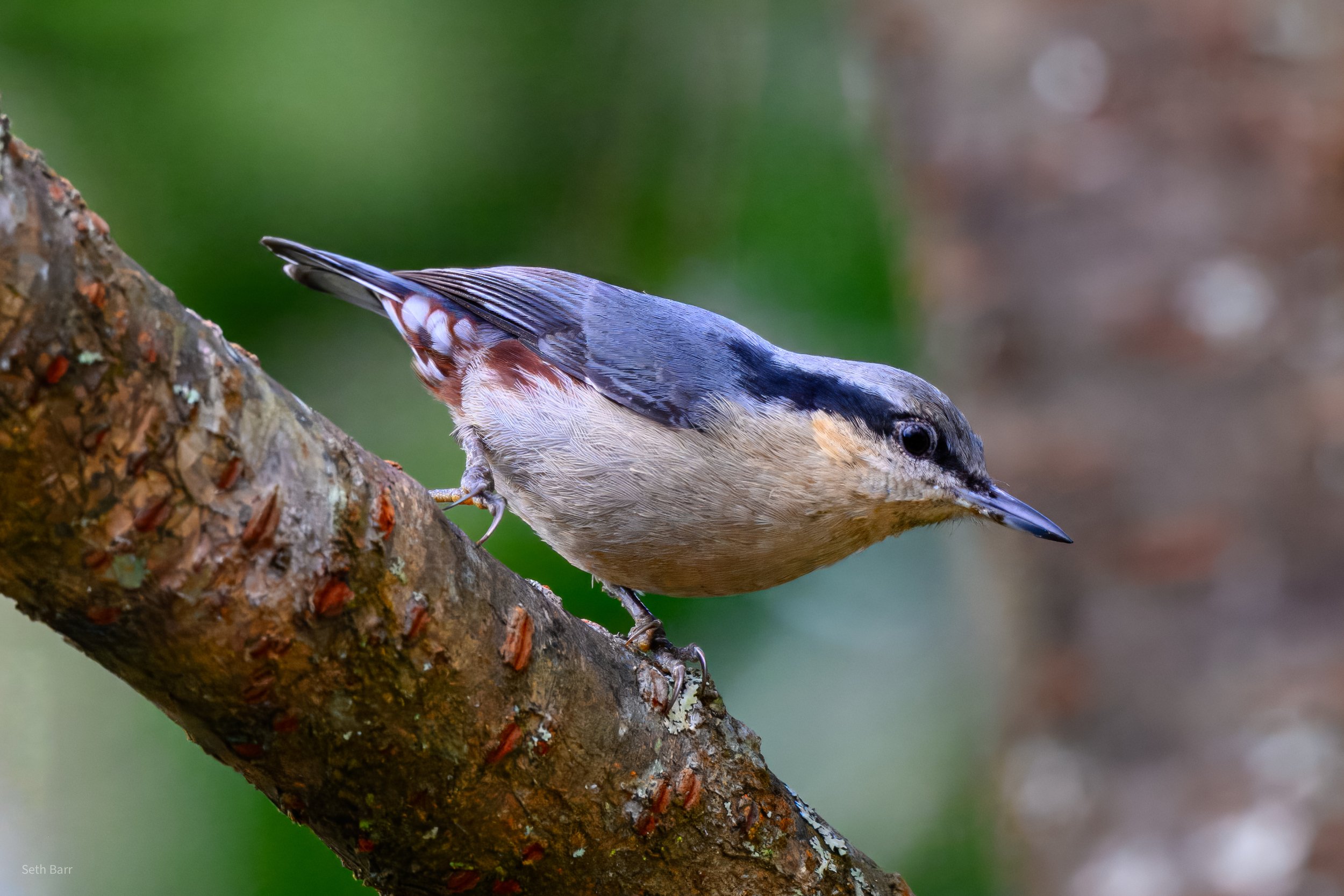 Chestnut-Vented Nuthatch