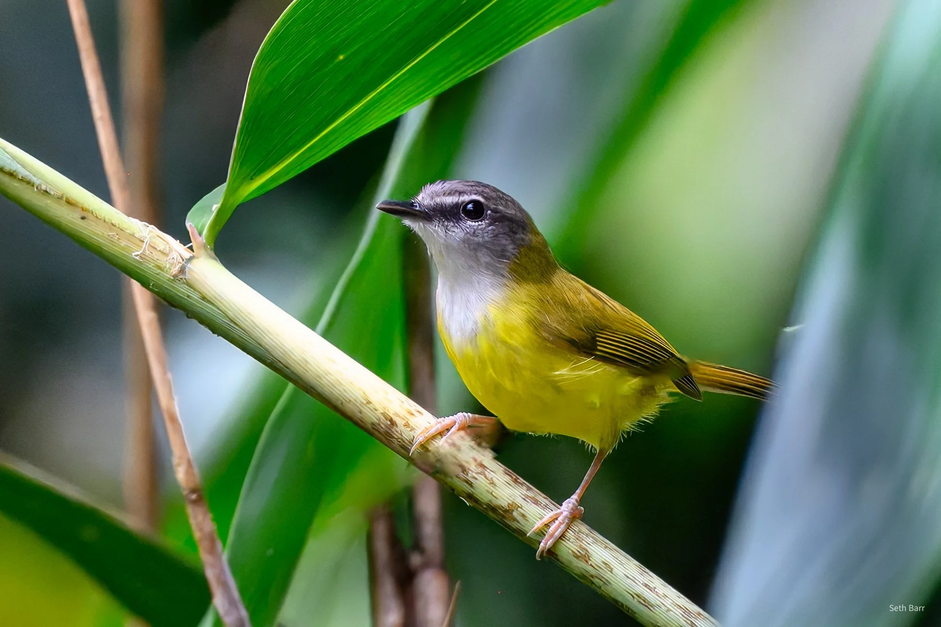 Yellow-Bellied Warbler